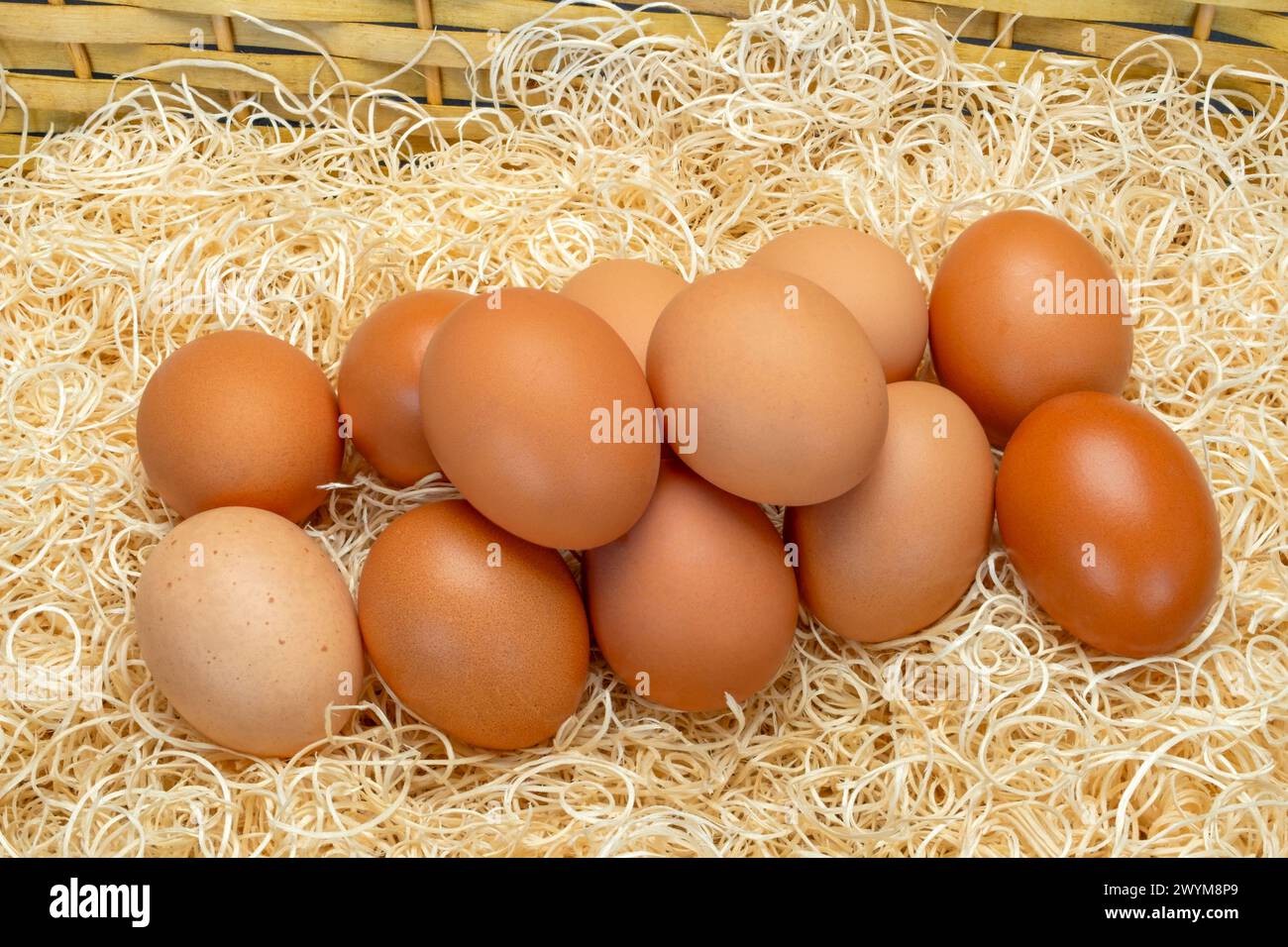 Zwölf Eier auf einem Strohkorb. Die Eier sind sauber und nicht markiert und der Stroh ist weiß. Stockfoto