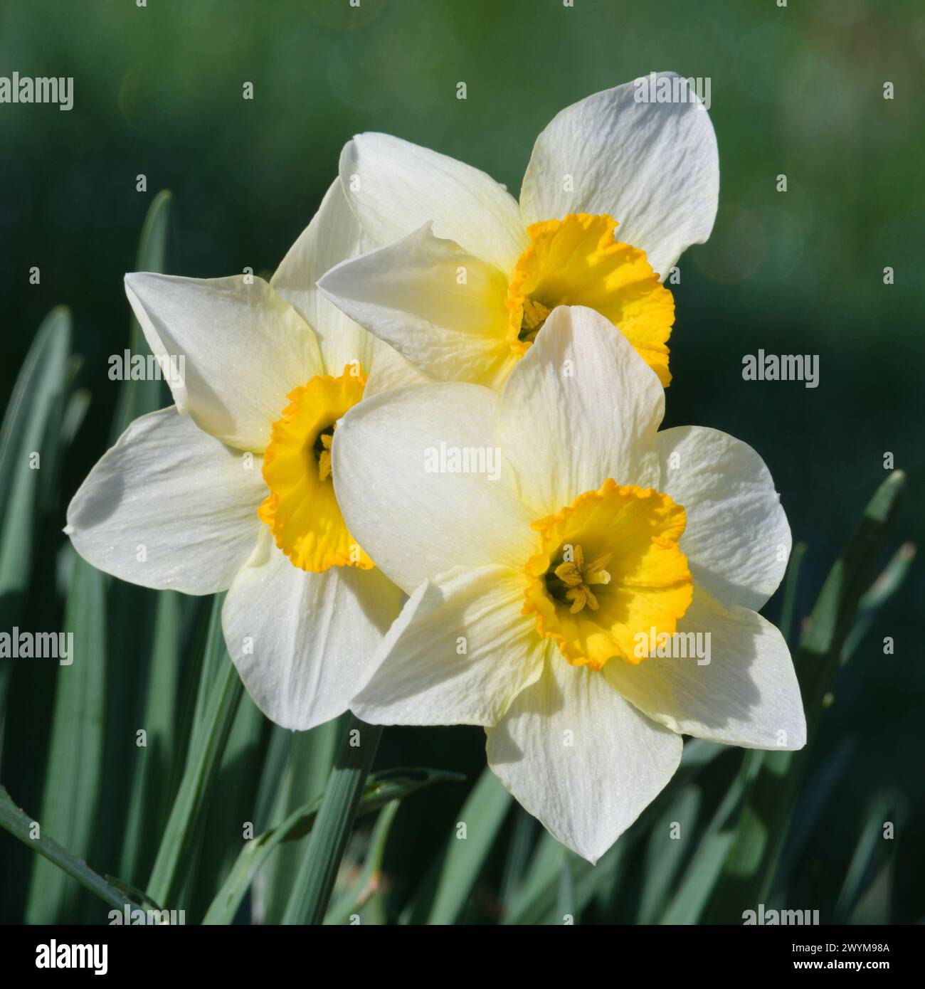 Gelbe Narzissen im Garten im Frühling. Isoliert auf grünem, unscharfem Hintergrund. Stockfoto