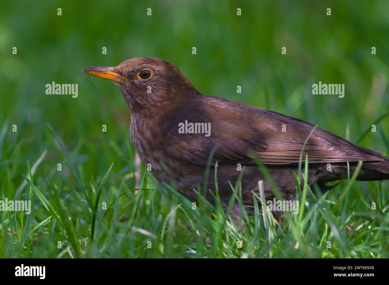 Songvogel Turdus merula alias Eurasian oder gemeine Amsel Weibchen im Gras. Stockfoto