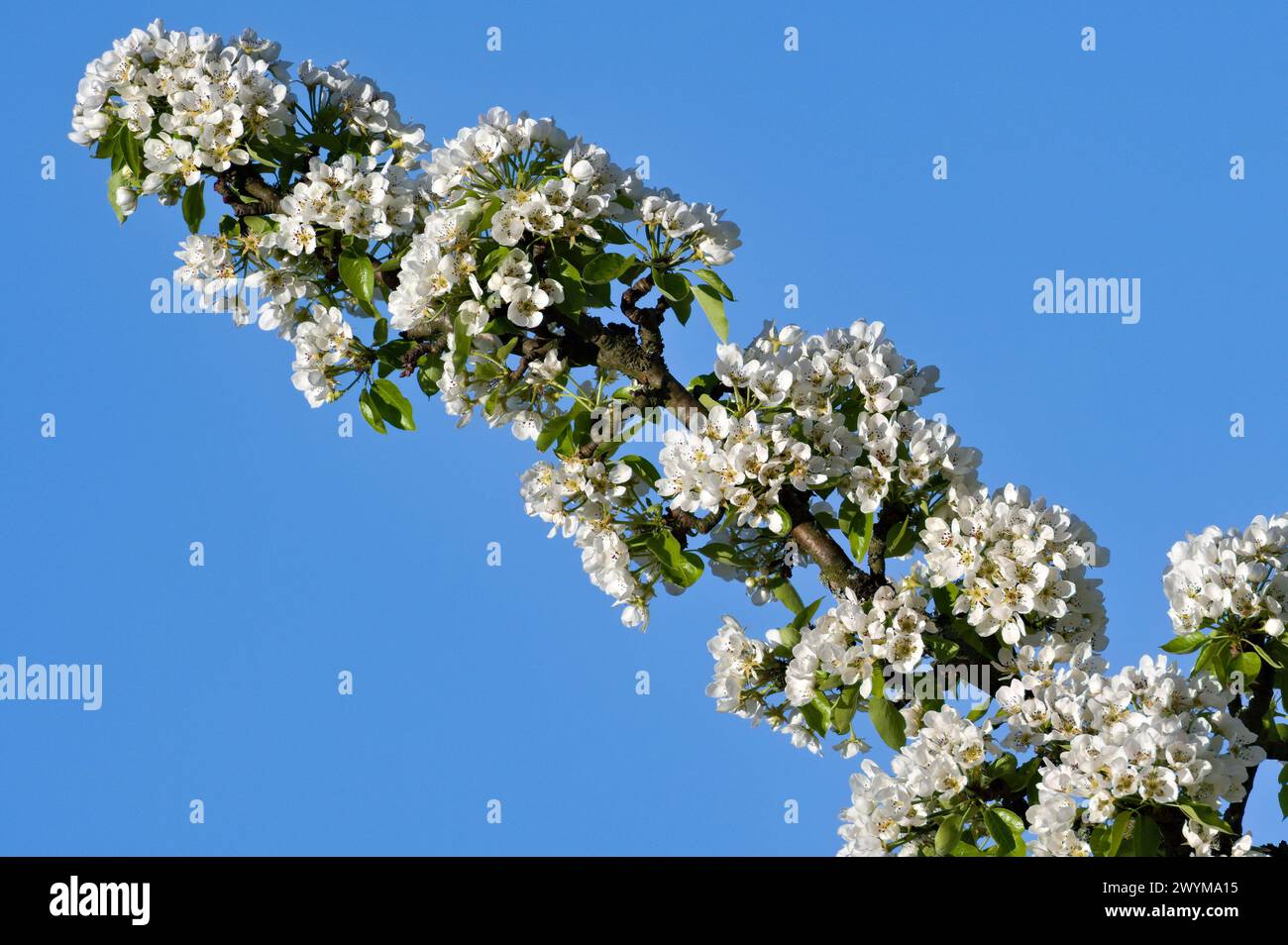 Blühende Jahreszeit. Birnbaumzweig mit vielen weißen Blüten isoliert auf blauem Himmel Hintergrund. Frühling in Tschechien. Stockfoto