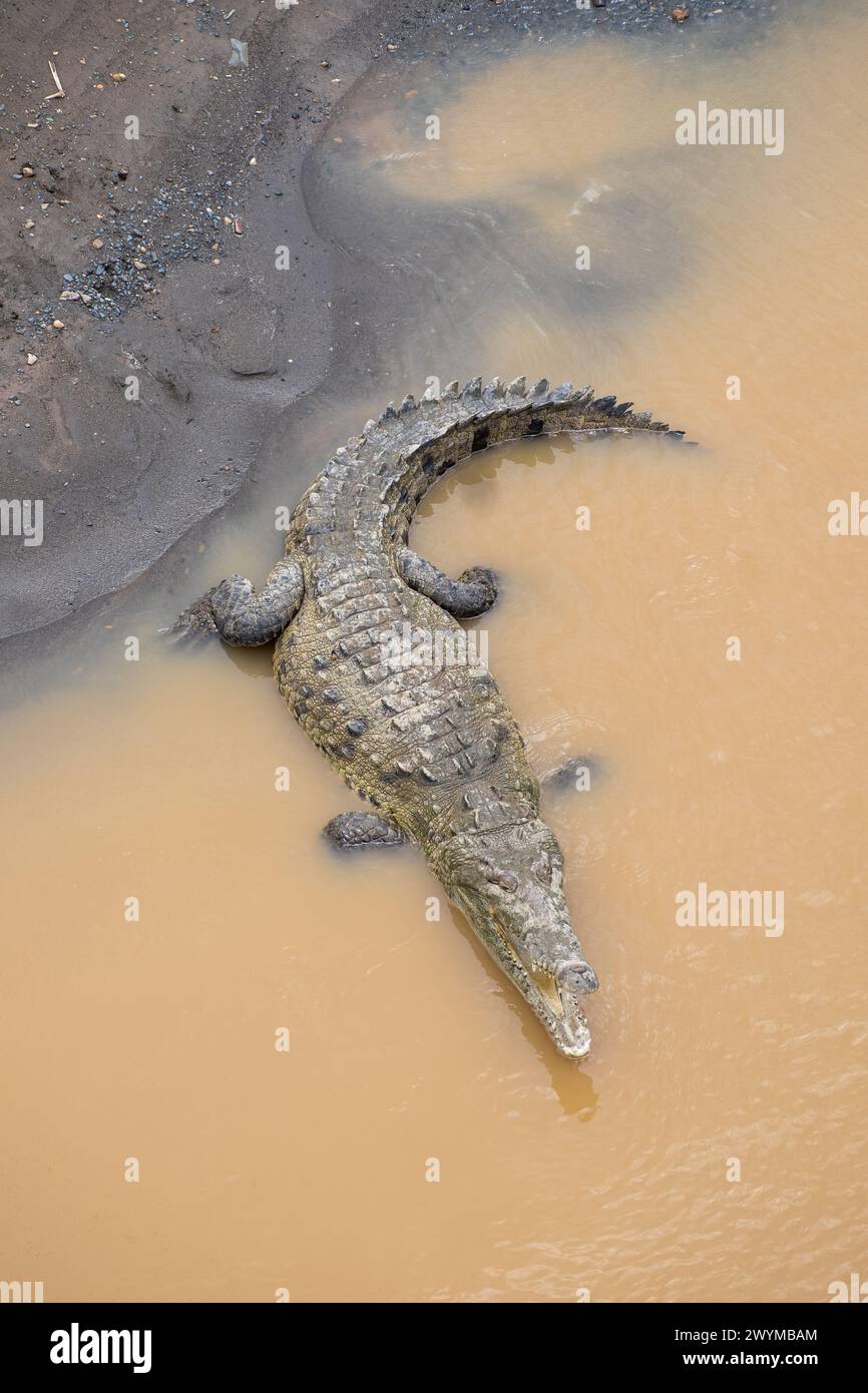 Krokodil am schlammigen Ufer des Tarcoles River in Puntarenas, Costa Rica Stockfoto