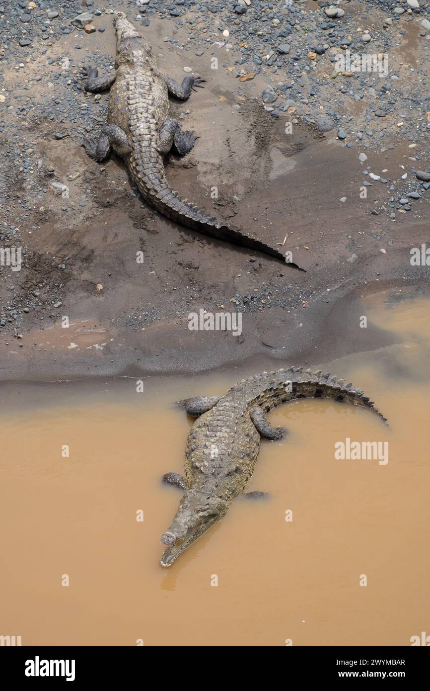 Krokodile am schlammigen Ufer des Tarcoles River in Puntarenas, Costa Rica Stockfoto
