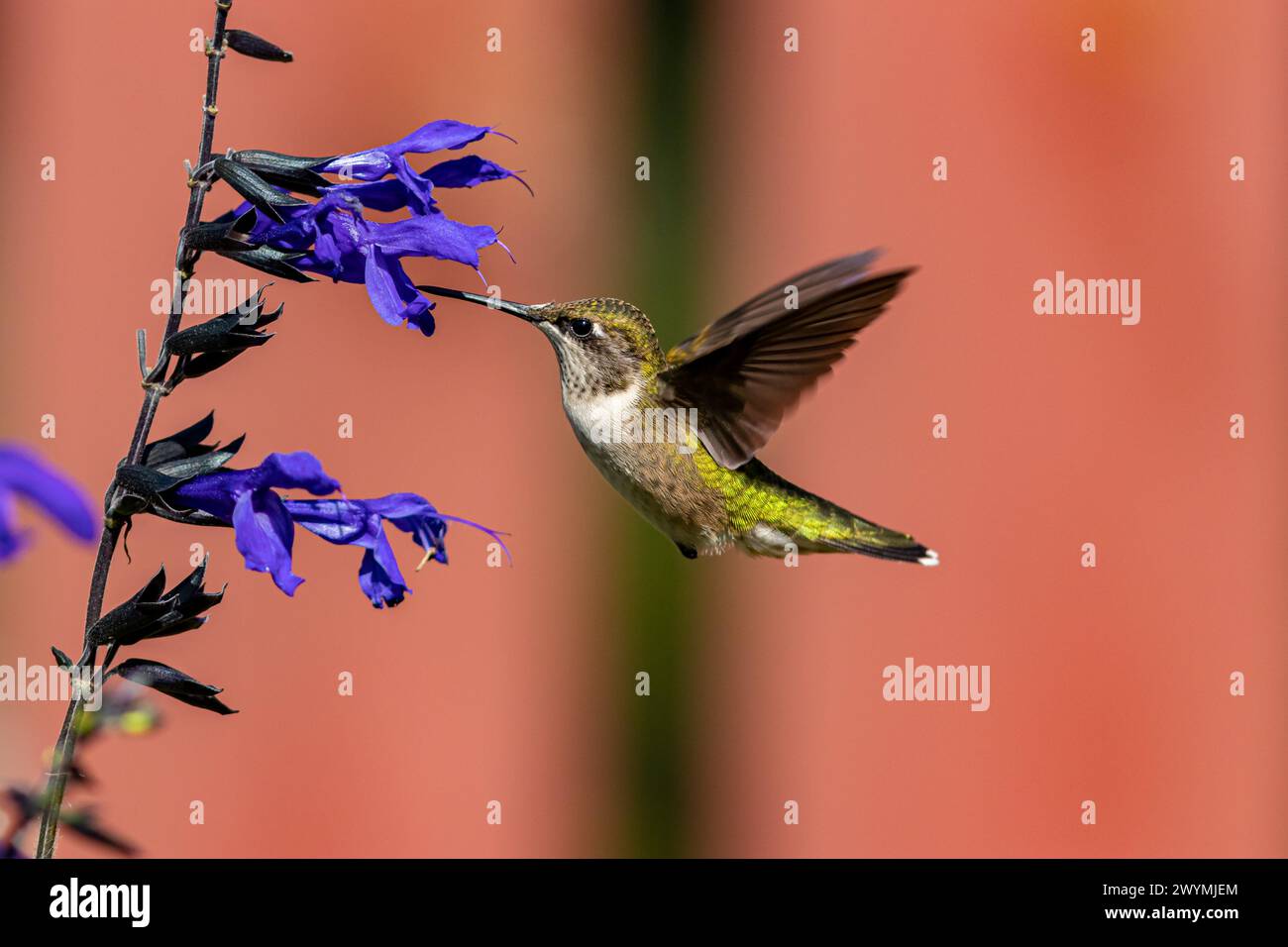 Kolibri mit Rubinkehle, der Nektar aus violetter Salvia-Blüte bekommt. Vogelbeobachtung im Hinterhof, Vogelbeobachtung und Naturschutzkonzept. Stockfoto