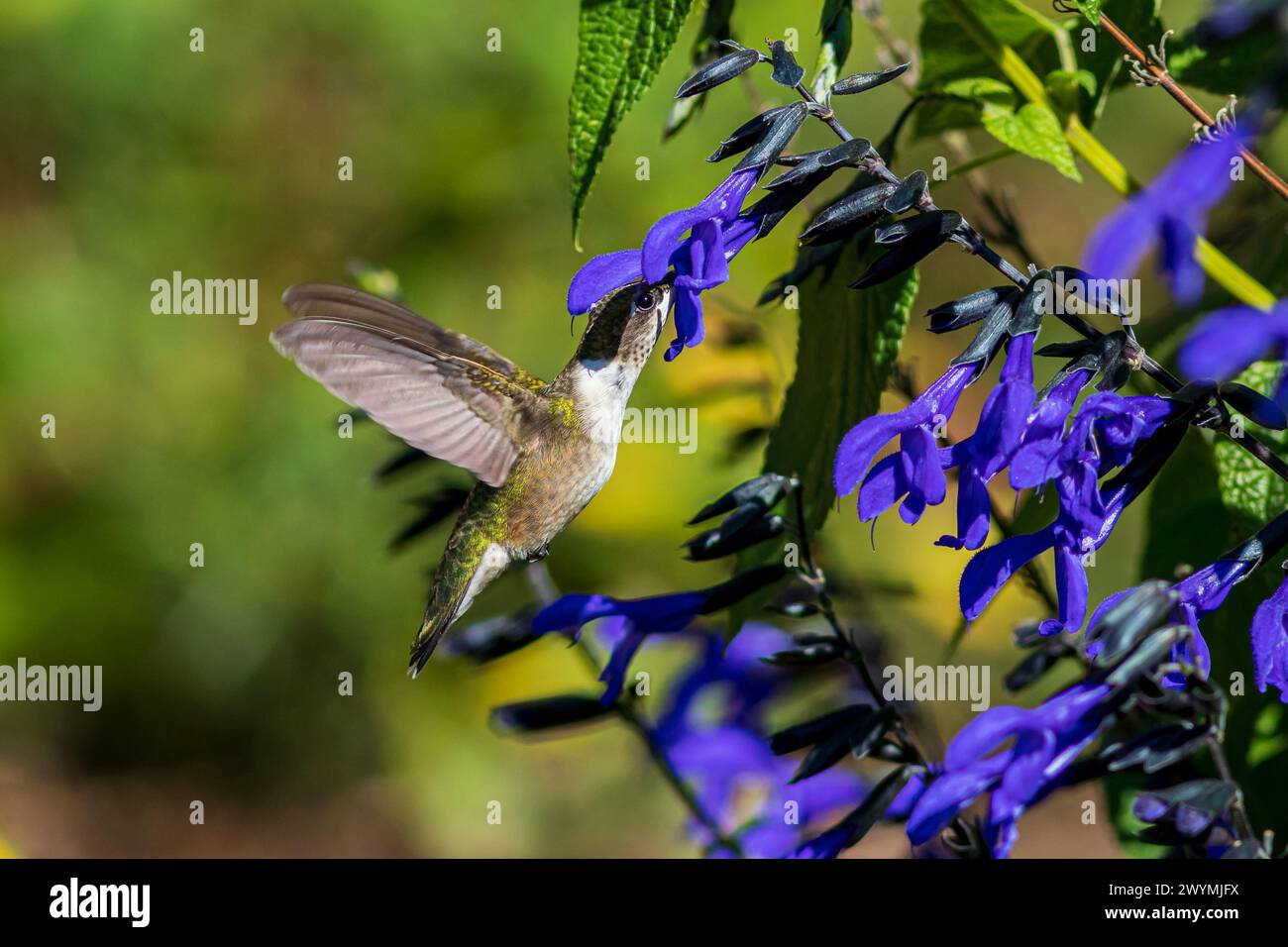 Kolibri mit Rubinkehle, der Nektar aus violetter Salvia-Blüte bekommt. Vogelbeobachtung im Hinterhof, Vogelbeobachtung und Naturschutzkonzept. Stockfoto