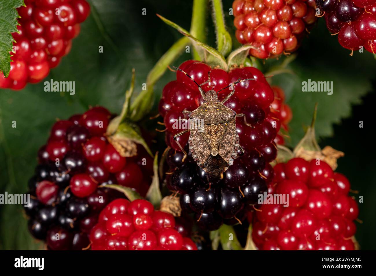 Brauner marmorierter Stinkkäfer isst im Garten brombeerfrüchte. Pflanzeninsekten in der Landwirtschaft, Schädlingsbekämpfung und Gartenkonzept. Stockfoto