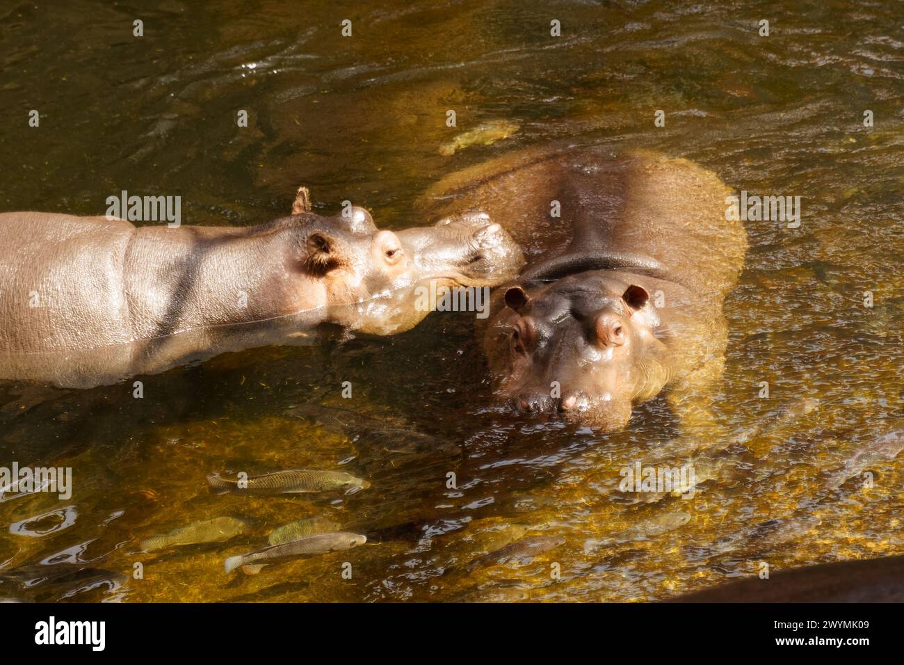 Zwei Flusspferde, große Wassersäugetiere, schwimmen in einem Gewässer, ihre Körper teilweise unter Wasser, nur ihre Köpfe sichtbar. Stockfoto