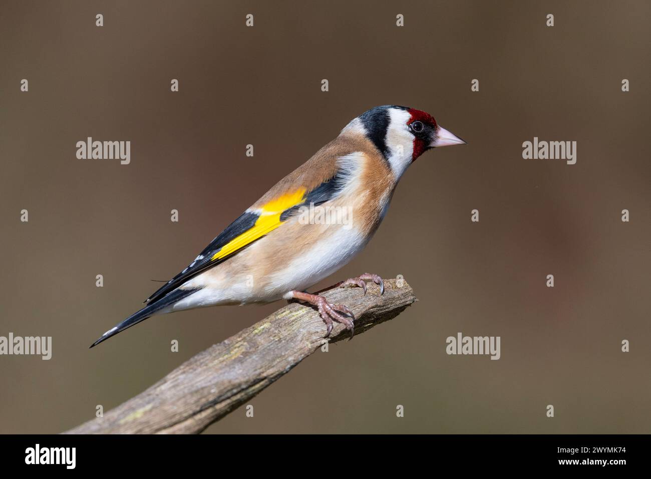 Ausgewachsener Europäischer Goldfinch (Carduelis carduelis) saß auf einem Zweig in einem Kiefernwald Yorkshire. Stockfoto