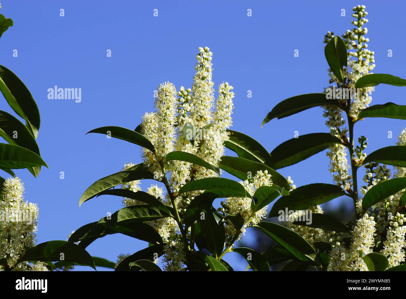 Weiße Blüten von Prunus laurocerasus, Kirschlorbeer, Lorbeer, englischer Lorbeer, Familie Rosaceae. Holländischer Garten, blauer Himmel. Frühling, April Stockfoto