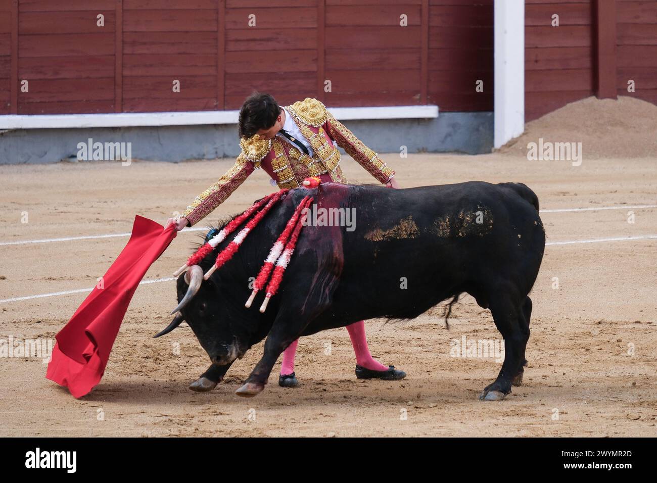 Der Stierkämpfer Daniel Medina während des Stierkampfes von Corrida de Toros auf der Plaza de las Ventas in Madrid am 7. April 2024 in Spanien Stockfoto