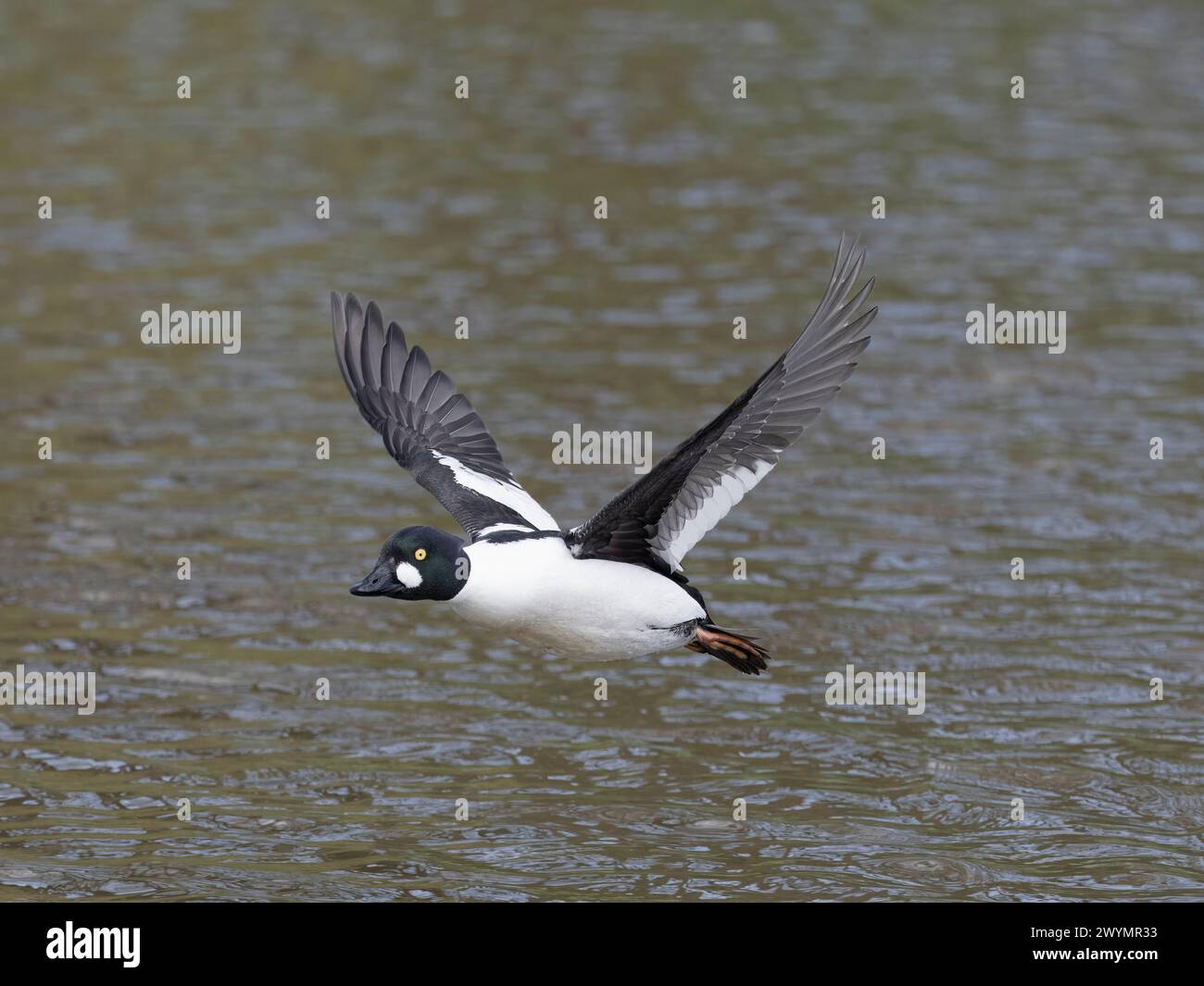 GoldenEye, Bucephala clangula, einzelner männlicher Vogel im Flug, Gloucestershire, April 2024 Stockfoto