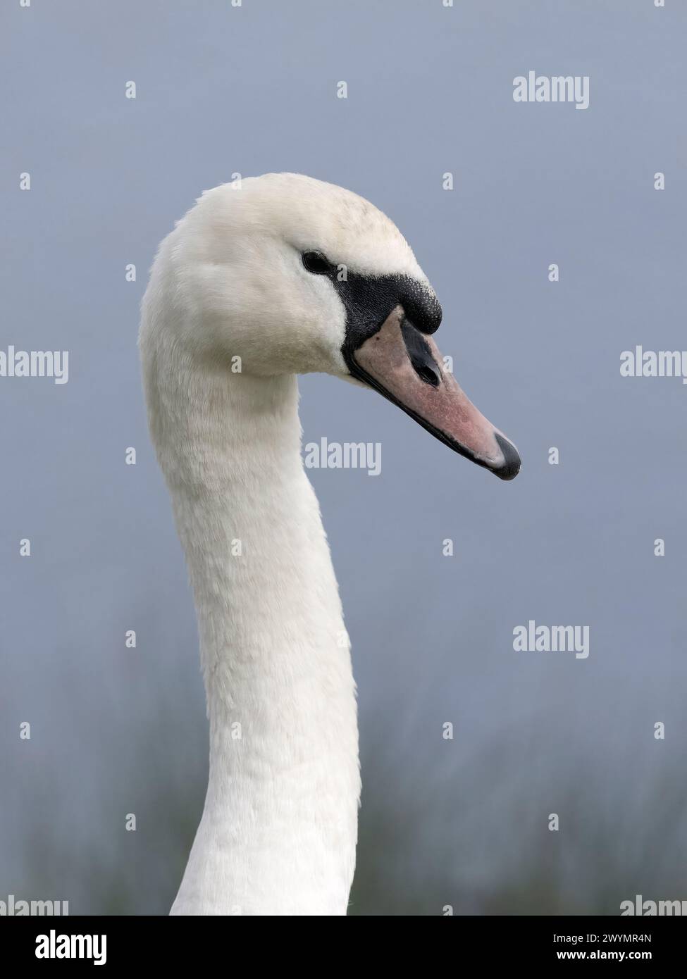 Stummer Schwan, Cygnus olor, Single Bird Head Shot, Gloucestershire, April 2024 Stockfoto