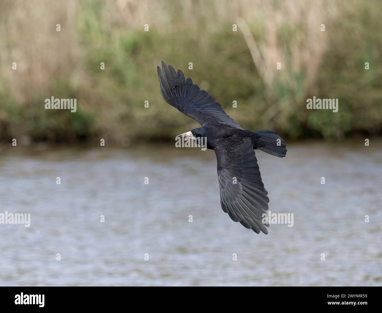 Rook, Corvus frugilegus, Einzelvogel im Flug, Gloucestershire, April 2024 Stockfoto