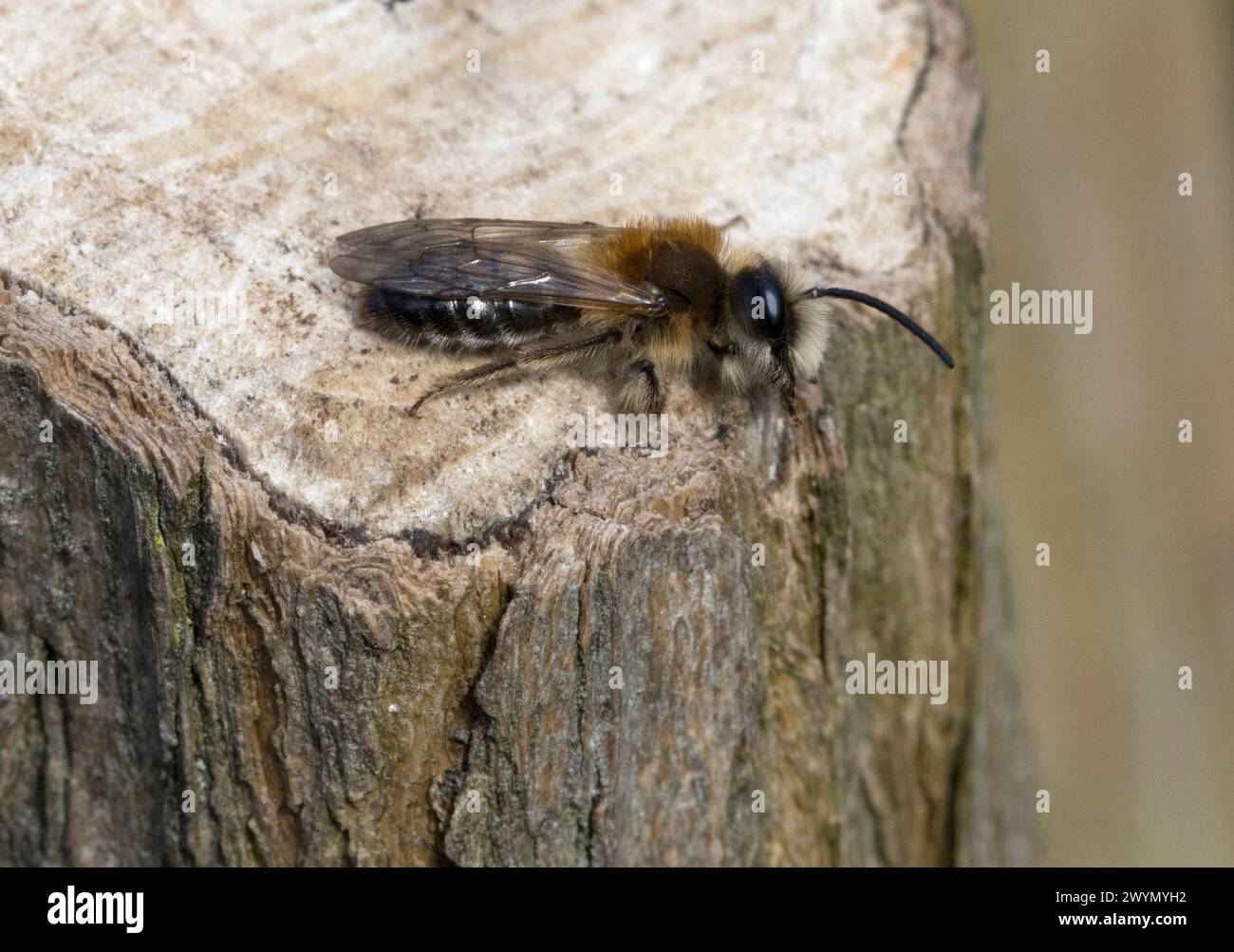 Bergbau Bee Stockfoto