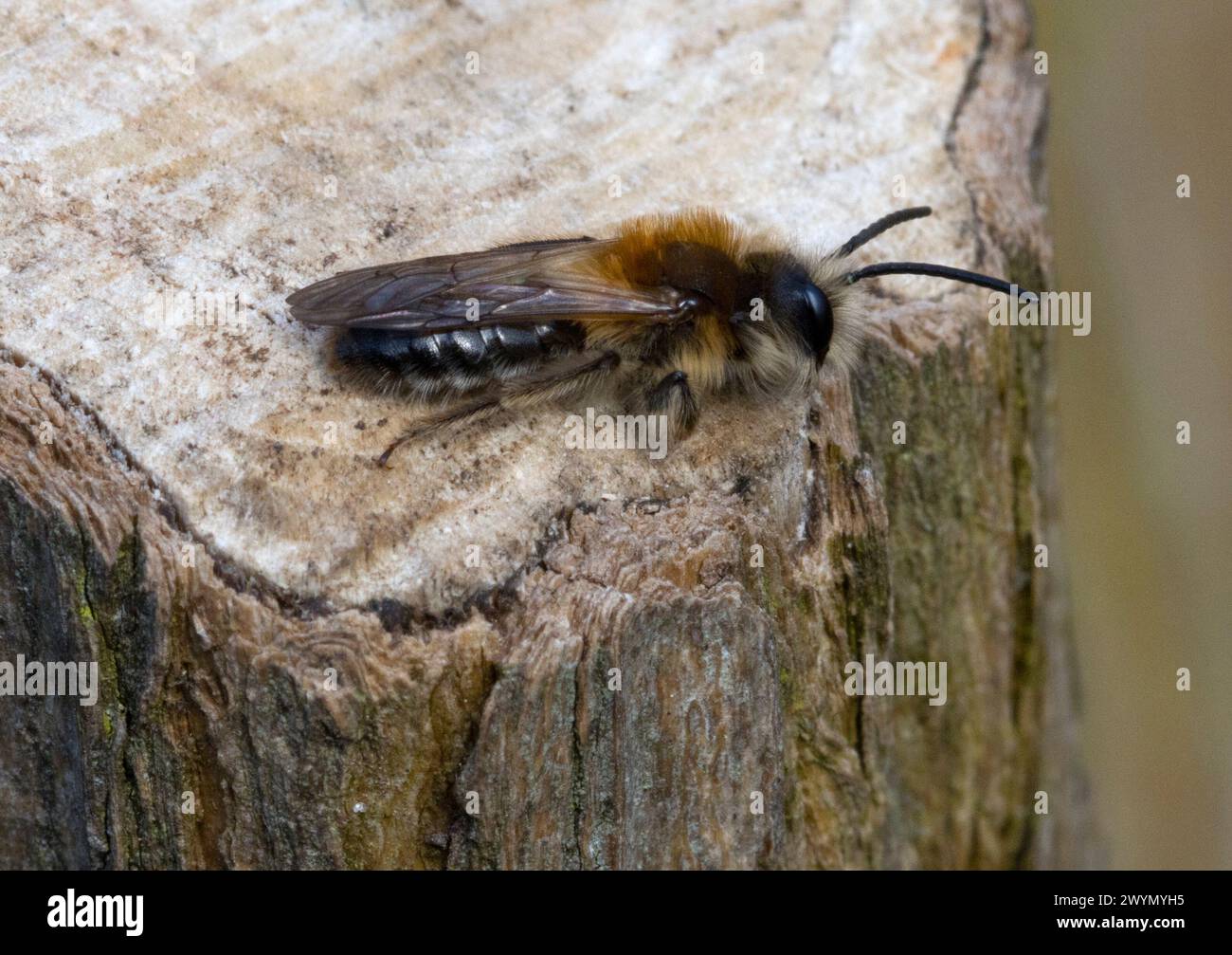 Bergbau Bee Stockfoto