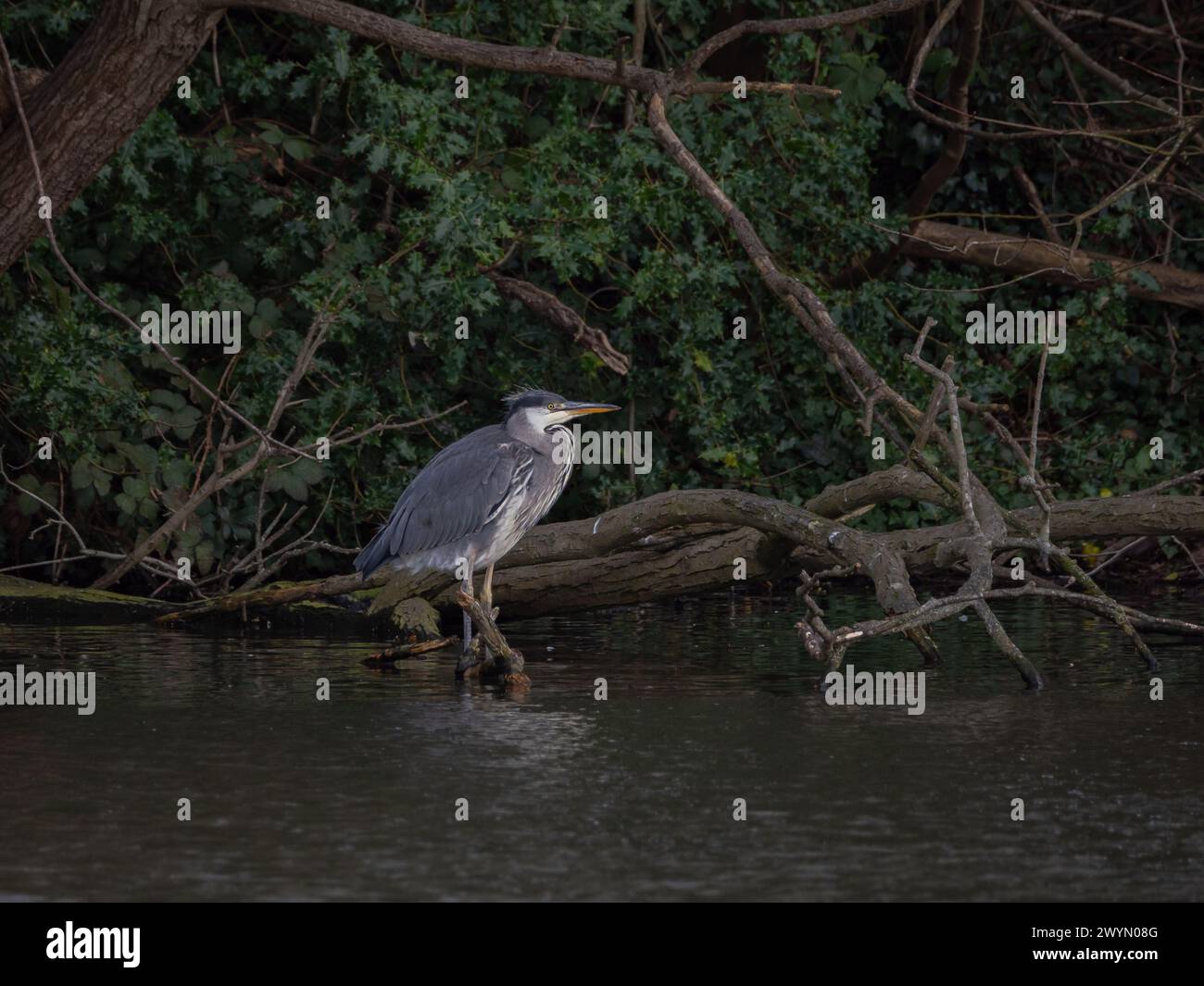 Junger Graureiher regungslos auf Branch im See Stockfoto