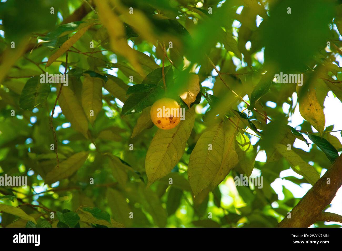 Muskatnuss hängt an einem Muskatbaum im Garten Sri Lankas. Grüner natürlicher Hintergrund Stockfoto