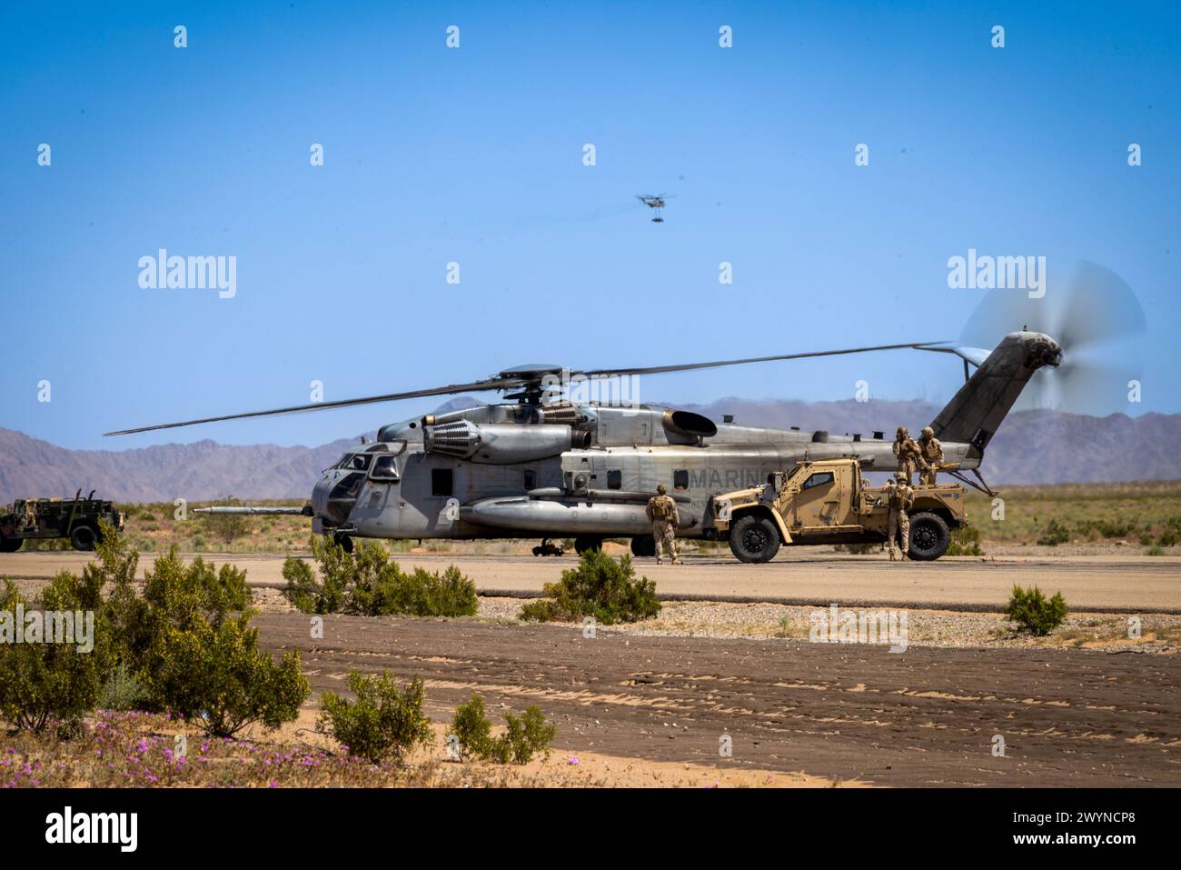 Die US-Marines, die der Marine Aviation Weapons and Tactics Squadron One zugeordnet sind, bereiten einen CH-53E Super Hallion Hubschrauber für eine externe Liftübung im Rahmen des Weapons and Tactics Instructor Course 2-24, auf dem Auxiliary Airfield II, nahe Yuma, Arizona, vor, 29. März 2024. WTI ist ein Kurs für Fortgeschrittene, der fortgeschrittene taktische Schulungen zur Verbesserung und Anwendung fortgeschrittener Luftwaffen und -Taktiken bietet. (Foto des U.S. Marine Corps von CPL. Gabriela Garcia-Gregorio) Stockfoto