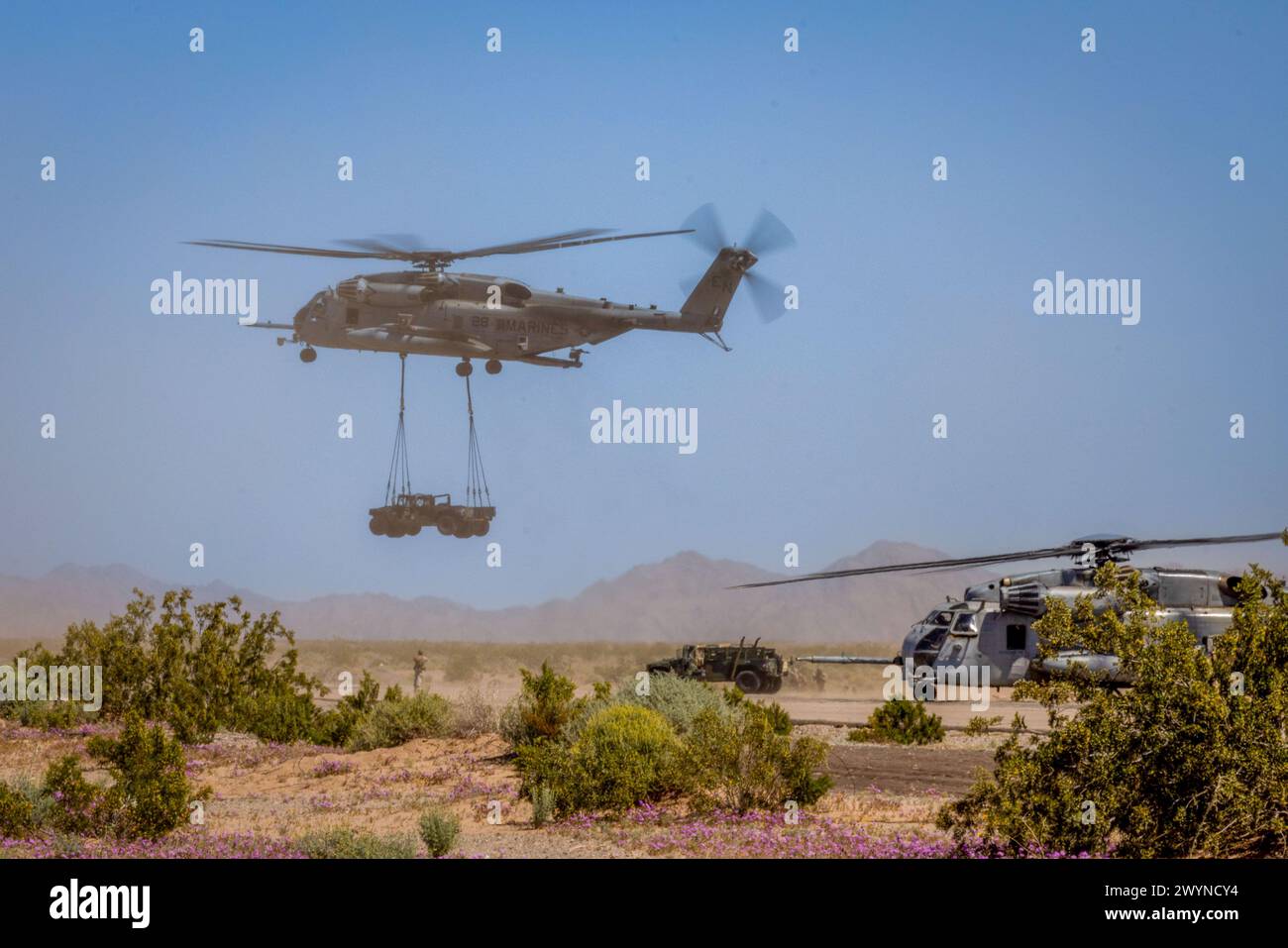 Ein US-Marine Corps CH-53E Super Hallion Hubschrauber, der der Marine Aviation Weapons and Tactics Squadron One zugeordnet ist, führt einen externen Aufzug von High Mobility Multipurpose Radfahrzeugen während des Waffenausbilderkurses 2-24, auf dem Auxiliary Airfield 2, nahe Yuma, Arizona, am 29. März 2024 aus. WTI ist ein Kurs für Fortgeschrittene, der fortgeschrittene taktische Schulungen zur Verbesserung und Anwendung fortgeschrittener Luftwaffen und -Taktiken bietet. (Foto des U.S. Marine Corps von CPL Gabriela Garcia-Gregorio) Stockfoto