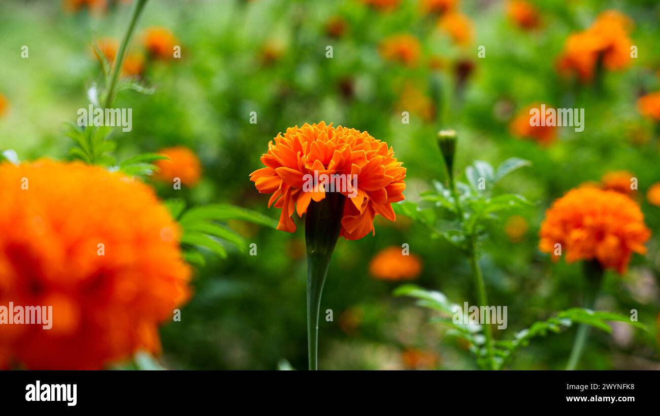 Die gelben Blumen, die im grünen Garten blühen, lassen den Blick schöner aussehen, die Landschaft des Blumengartens Stockfoto
