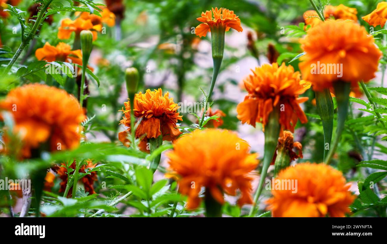 Die gelben Blumen, die im grünen Garten blühen und die Sonne hell sind, lassen die Aussicht schöner aussehen. Stockfoto