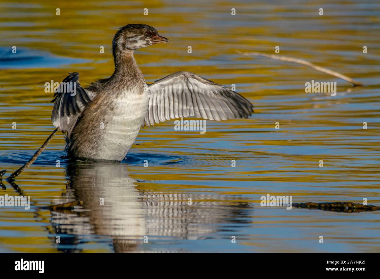 Rattenschnabel-Grebe in Boise Idaho Stockfoto