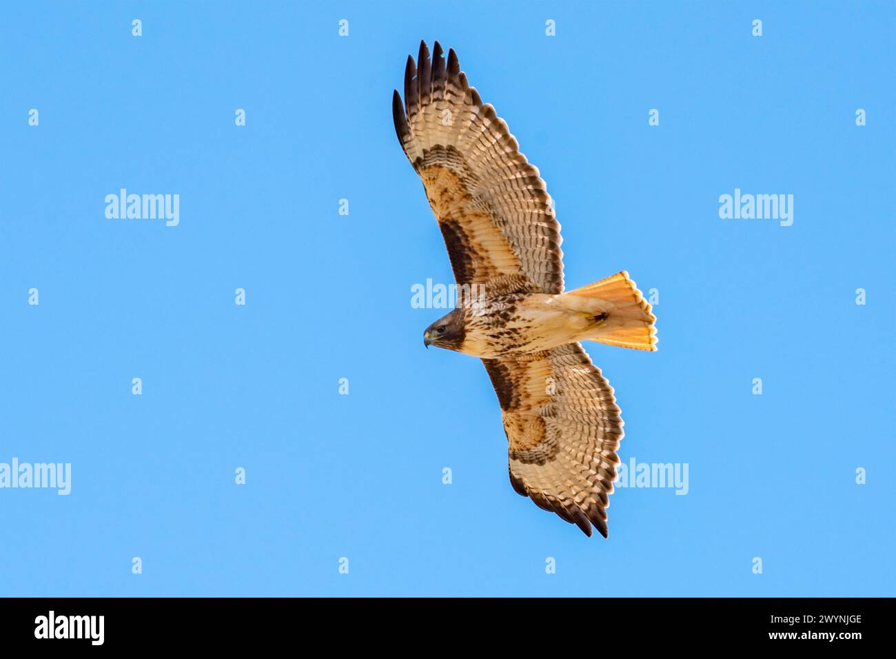 Rotschwanzfalke in Idaho Stockfoto