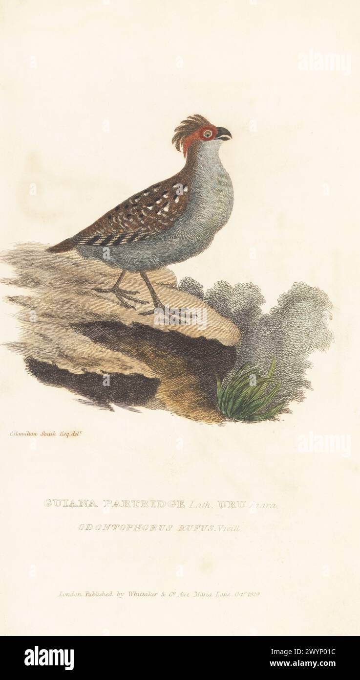 Marmorierte Wachteln, Odontophorus gujanensis. Tocro, Guayana Rebhühner Lath. Uru Azara. Odontophorus rufus, Vieill. Handkolorierter Kupferstich nach einer Illustration von Charles Hamilton Smith aus Edward Griffith's The Animal Kingdom von The Baron Cuvier, London, Whittaker, 1829. Stockfoto