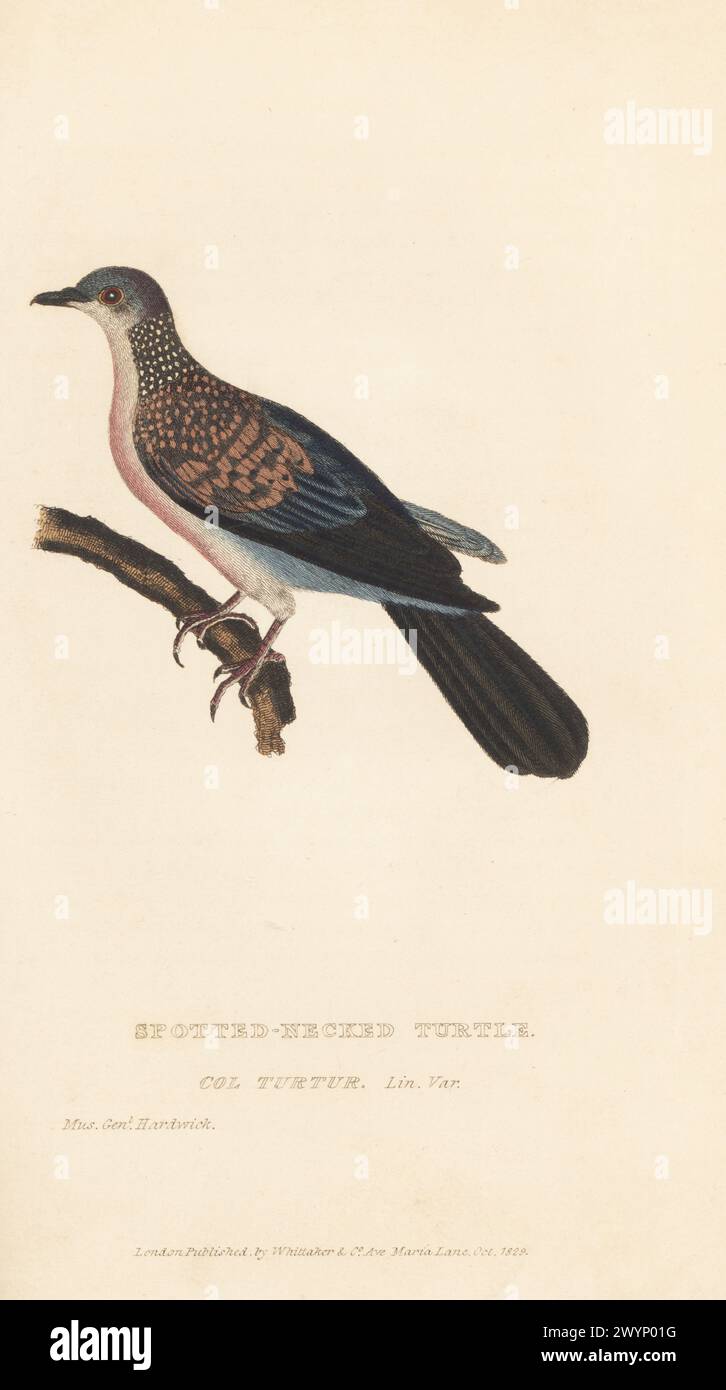 Gefleckte Taube oder östliche gefleckte Taube, Spilopelia chinensis. Gepunktete Schildkröte, Columba Turtur, Lin. VAR. Nach einer Zeichnung des Soldaten-Naturforschers General Thomas Hardwicke von der British East India Company. Handkolorierter Kupferstich aus Edward Griffith's The Animal Kingdom von The Baron Cuvier, London, Whittaker, 1829. Stockfoto
