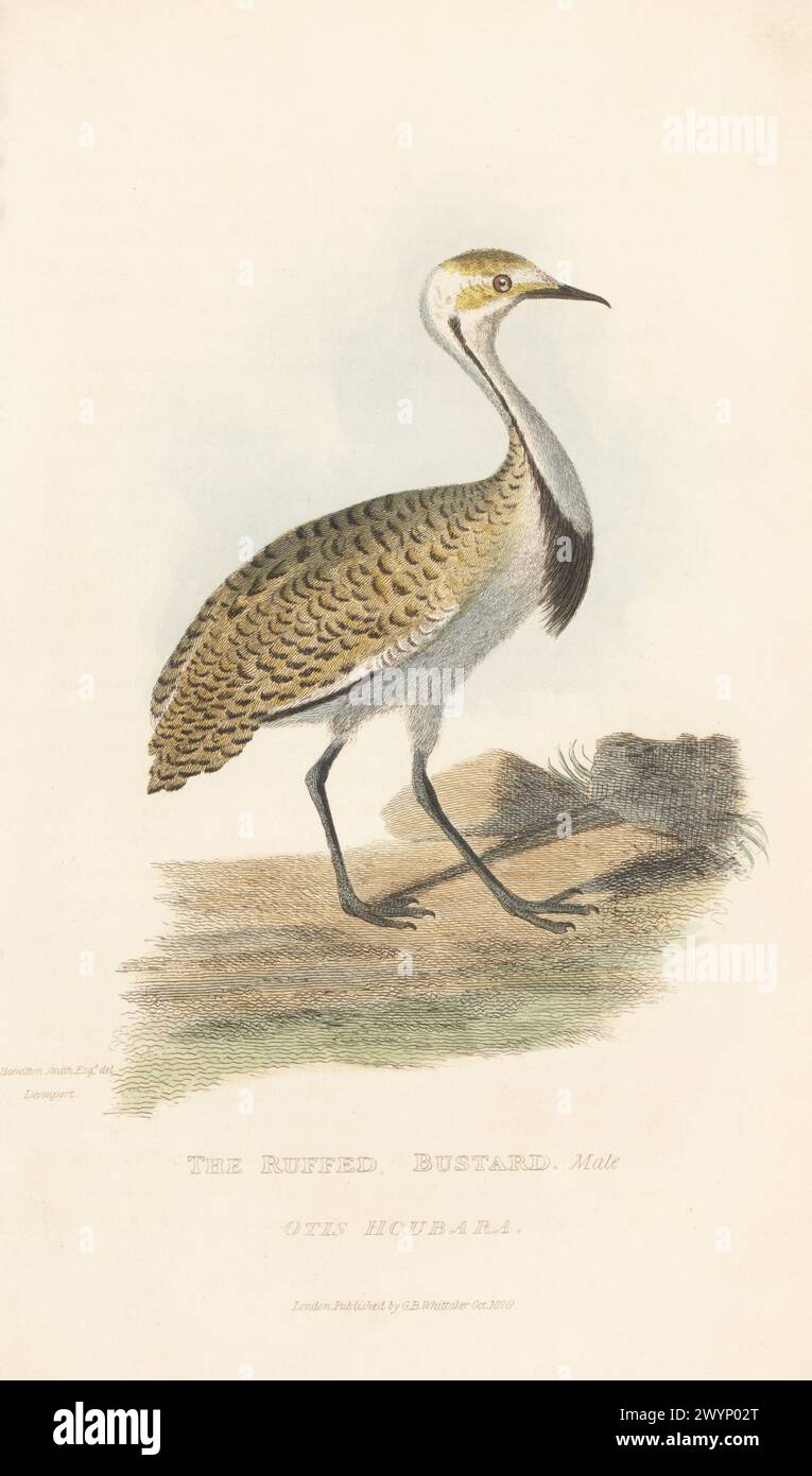 Houbara Trappe oder afrikanische houbara, Chlamydotis undulata. Die geraffte Trappe, petite outarde huppe d'Afrique, Otis houbara. In Devonport gezeichnet. Handkolorierter Kupferstich nach einer Illustration von Charles Hamilton Smith aus Edward Griffith's The Animal Kingdom von The Baron Cuvier, London, Whittaker, 1829. Stockfoto