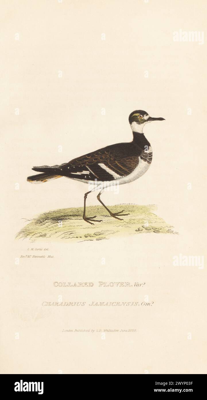 Killdeer, Charadrius vociferus, heimisch in Nordamerika, Mittelamerika und Westindien. Kragenplover var., Charadrius jamaicensis. Aus einem Exemplar, das von Reverend William Hennah aus Südamerika gebracht wurde und jetzt im British Museum liegt. Handkolorierter Kupferstich nach einer Illustration von Charles Morgan Curtis aus Edward Griffith's The Animal Kingdom von The Baron Cuvier, London, Whittaker, 1829. Stockfoto