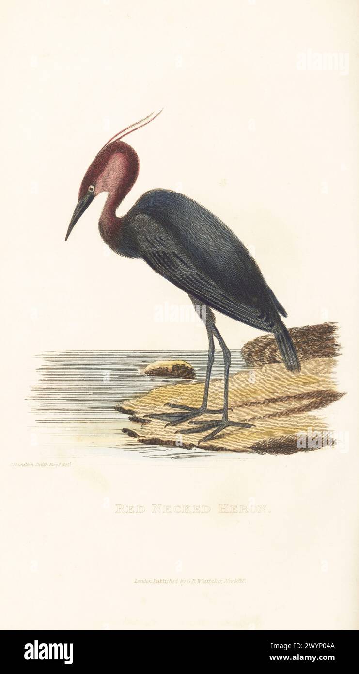 Rötlicher Reiher, Egretta rufescens. Sie ist in der Karibik, Mittelamerika und der Golfküste der USA beheimatet. Rothalsreiher, wahrscheinlich eine Sorte von Lathams blauem Reiher. Handkolorierter Kupferstich nach einer Illustration von Charles Hamilton Smith aus Edward Griffith's The Animal Kingdom von The Baron Cuvier, London, Whittaker, 1830. Stockfoto