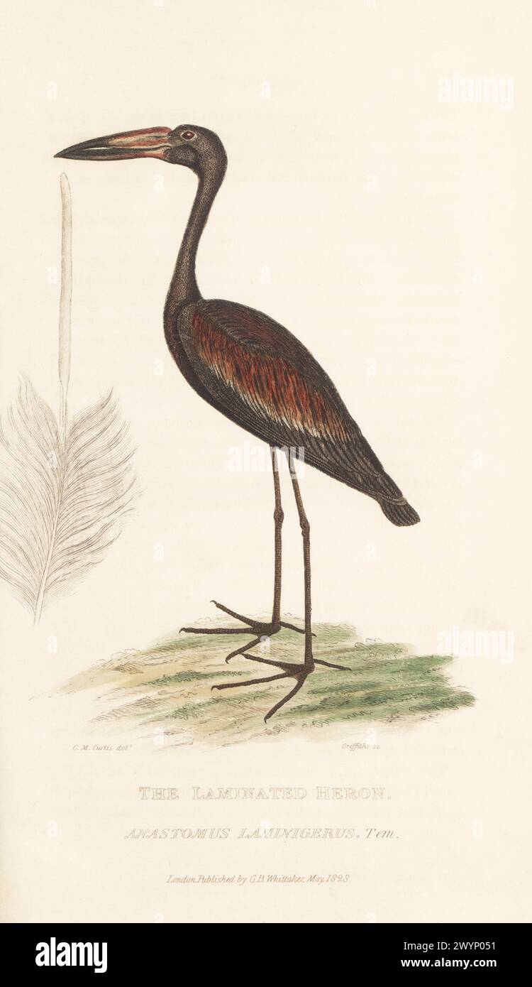 Afrikanischer Öffner, Anastomus lamelligerus. Heimisch in Afrika südlich der Sahara und Madagaskar. Gezeichnet von Charles Morgan Curtis aus einem Exemplar im British Museum mit Details der Halsfeder. Laminierter Reiher, Anastomus laminigerus, Tem. Handkolorierter Kupferstich von Griffith, Harriet oder Edward, aus Edward Griffith's The Animal Kingdom von The Baron Cuvier, London, Whittaker, 1830. Stockfoto