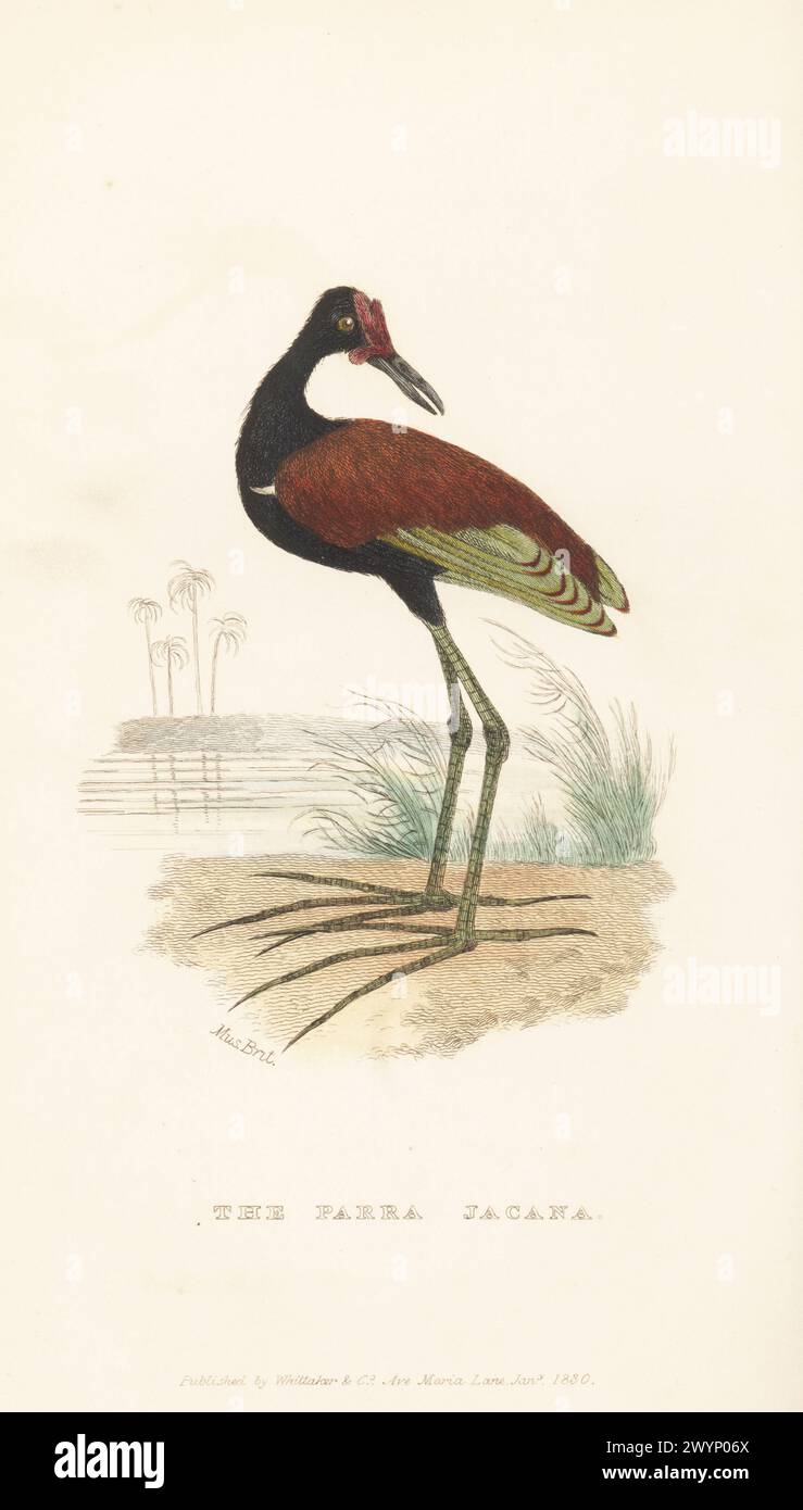 Wattled Jacana, Jacana Jacana. Parra jacana. Aus einem Exemplar im British Museum. Handkolorierter Kupferstich aus Edward Griffith's The Animal Kingdom von The Baron Cuvier, London, Whittaker, 1830. Stockfoto