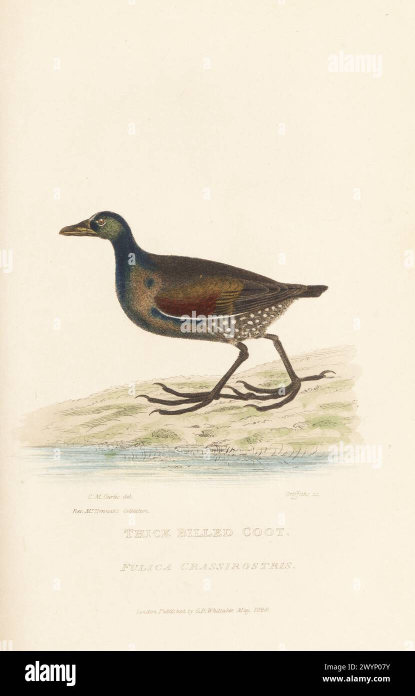 Punktflankierte Gallinule (crassirostris), Porphyriops melanops crassirostris. Dickschnabel-Huhn, Fulica crassirostris. Von einem Exemplar, das von Reverend William Hennah aus Südamerika gebracht wurde. Handkolorierter Kupferstich von Griffith, Harriet oder Edward, nach einer Illustration von Charles Morgan Curtis aus Edward Griffith's The Animal Kingdom von The Baron Cuvier, London, Whittaker, 1830. Stockfoto
