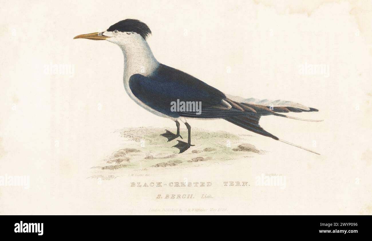 Schwalbenseeschwalbe oder Schwalbenseeschwalbe, Thalasseus bergii. Schwarzwaldseeschwalbe, Sterna bergii lich. Heimisch an den Küsten Afrikas und Australiens sowie über den Indischen Ozean und den Pazifik. Von einem Exemplar im Bullock's Museum, Piccadilly. Handkolorierter Kupferstich von Griffith, Harriet oder Edward, nach einer Illustration von Charles Morgan Curtis aus Edward Griffith's The Animal Kingdom von The Baron Cuvier, London, Whittaker, 1830. Stockfoto