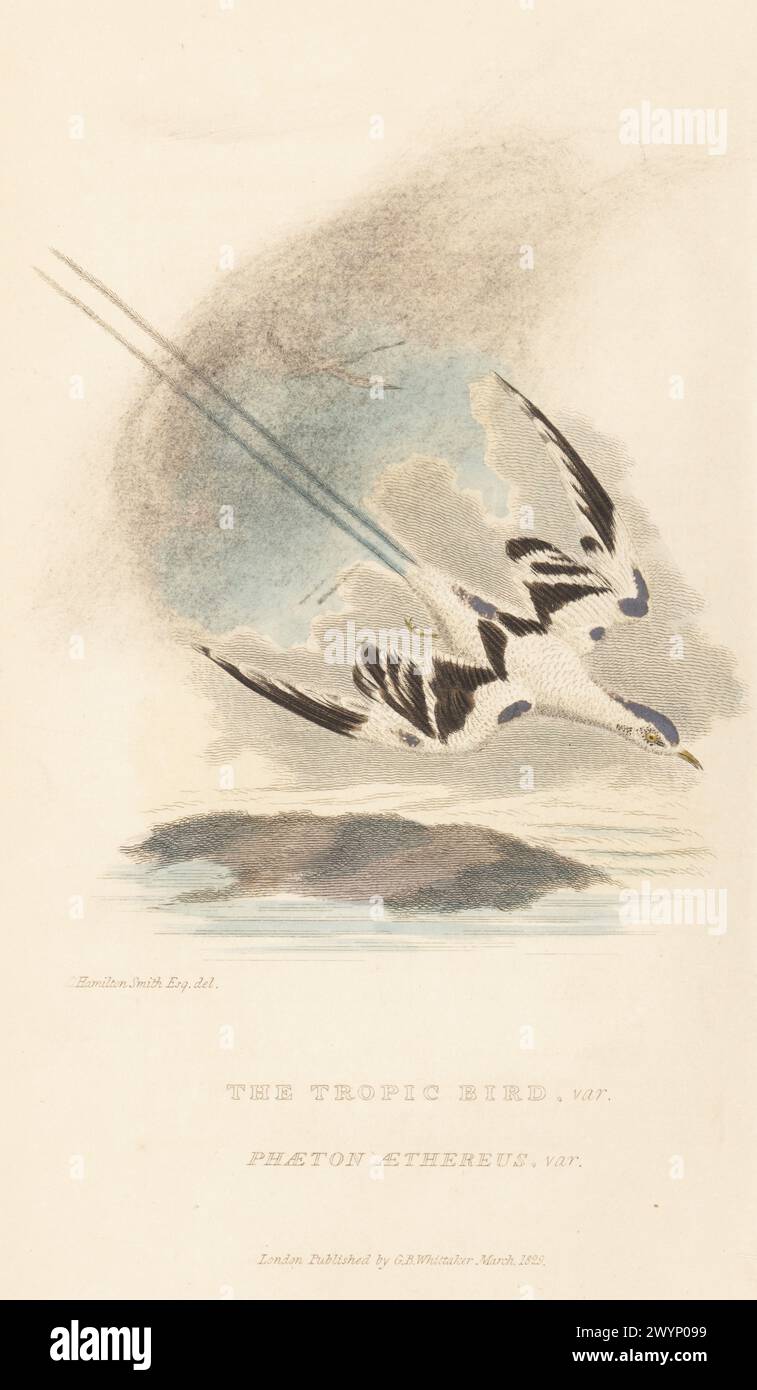 Rotschnabelvariante Phaethon aethereus. Der Tropenvogel Phaeton aethereus, var. Handkolorierter Kupferstich nach einer Illustration von Charles Hamilton Smith aus Edward Griffith's The Animal Kingdom von The Baron Cuvier, London, Whittaker, 1830. Stockfoto