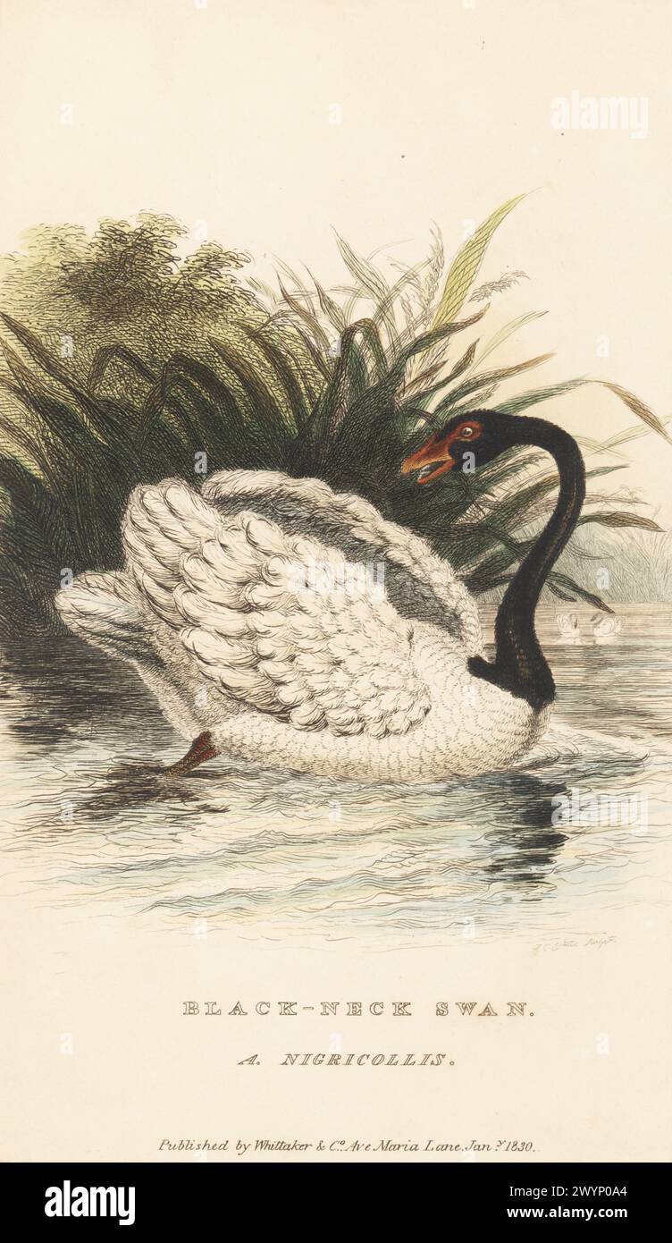 Schwarzhalsschwan, Cygnus melancoryphus. Schwarzhalsschwan, Anas nigricollis. Gezeichnet von Charles Hamilton Smith aus einem Exemplar im Museum of New York. Handkolorierter Kupferstich von John Christian Zeitter aus Edward Griffith's The Animal Kingdom von The Baron Cuvier, London, Whittaker, 1830. Stockfoto