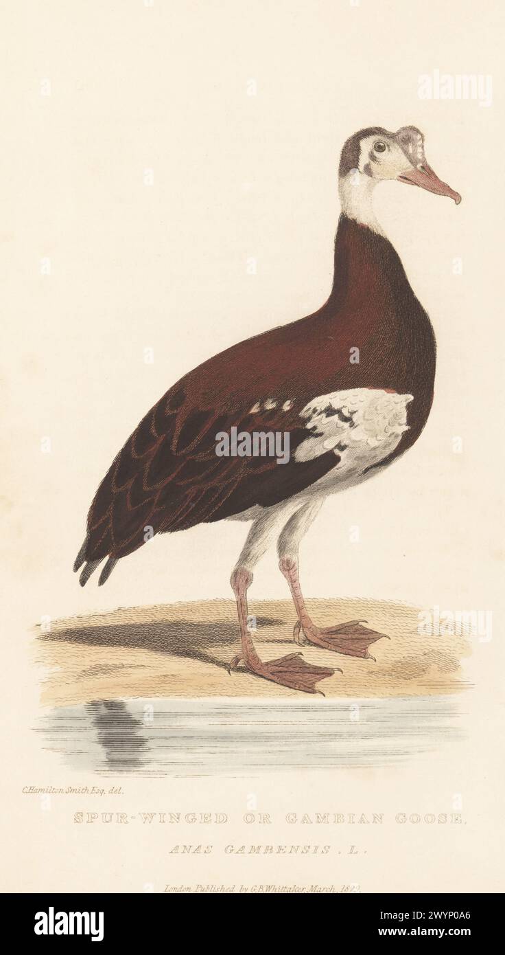Sporngeflügelte Gans, Plectropterus gambensis. Heimisch in Gambia und Senegal. Gambische Gans, Anas gambensis. Handkolorierter Kupferstich von Griffith, Harriet oder Edward, nach einer Illustration von Charles Hamilton Smith aus Edward Griffith's The Animal Kingdom von The Baron Cuvier, London, Whittaker, 1830. Stockfoto