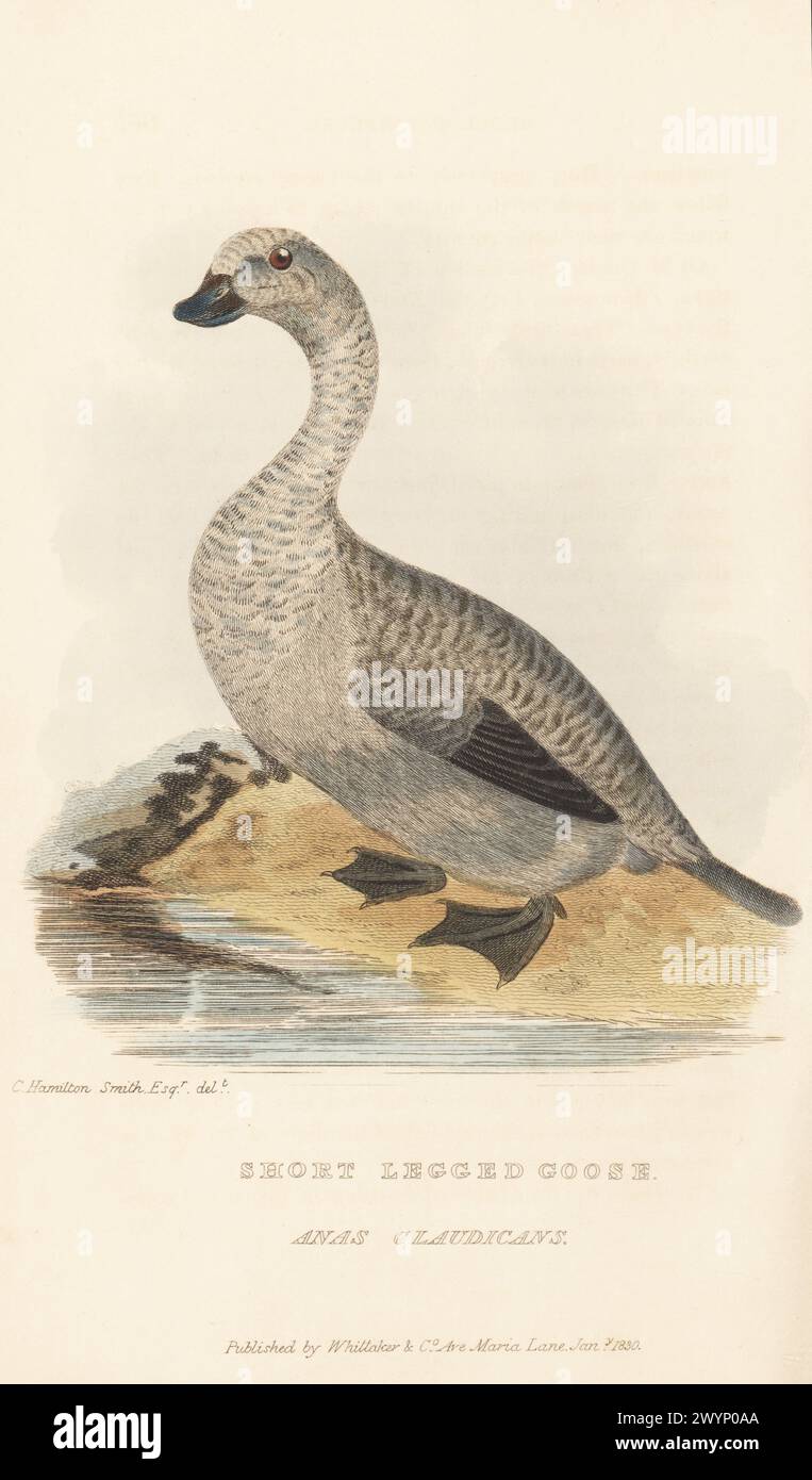 Steamer Ente, Tachyeres Spezies. Heimisch in der Südsee um Chile, Argentinien und die Falklandinseln. Kurzbeinige Gans, Anas Claudicans. Handkolorierter Kupferstich nach einer Illustration von Charles Hamilton Smith aus Edward Griffith's The Animal Kingdom von The Baron Cuvier, London, Whittaker, 1830. Stockfoto