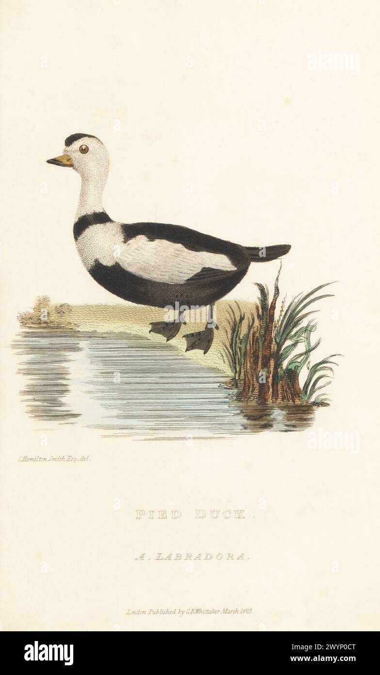 Labrador-Ente, Camptorhynchus labradorius, ausgestorben. Nordamerikanische Ente, die nach 1878 ausgestorben war. Rattenente oder Stinkente, Anas labradora. Handkolorierter Kupferstich nach einer Illustration von Charles Hamilton Smith aus Edward Griffith's The Animal Kingdom von The Baron Cuvier, London, Whittaker, 1830. Stockfoto