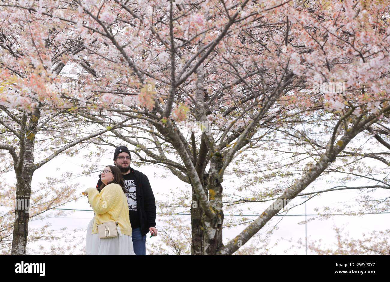 Richmond, Kanada. April 2024. Die Menschen genießen ihre Zeit unter Kirschblüten beim Richmond Cherry Blossom Festival im Garry Point Park in Richmond, British Columbia, Kanada, 7. April 2024. Die jährliche Veranstaltung bot Musik, Live-Aufführungen, interaktive Aktivitäten und verschiedene Ausstellungen, um die Ankunft des Frühlings und die Blüte der Kirschblüten zu feiern. Quelle: Liang Sen/Xinhua/Alamy Live News Stockfoto