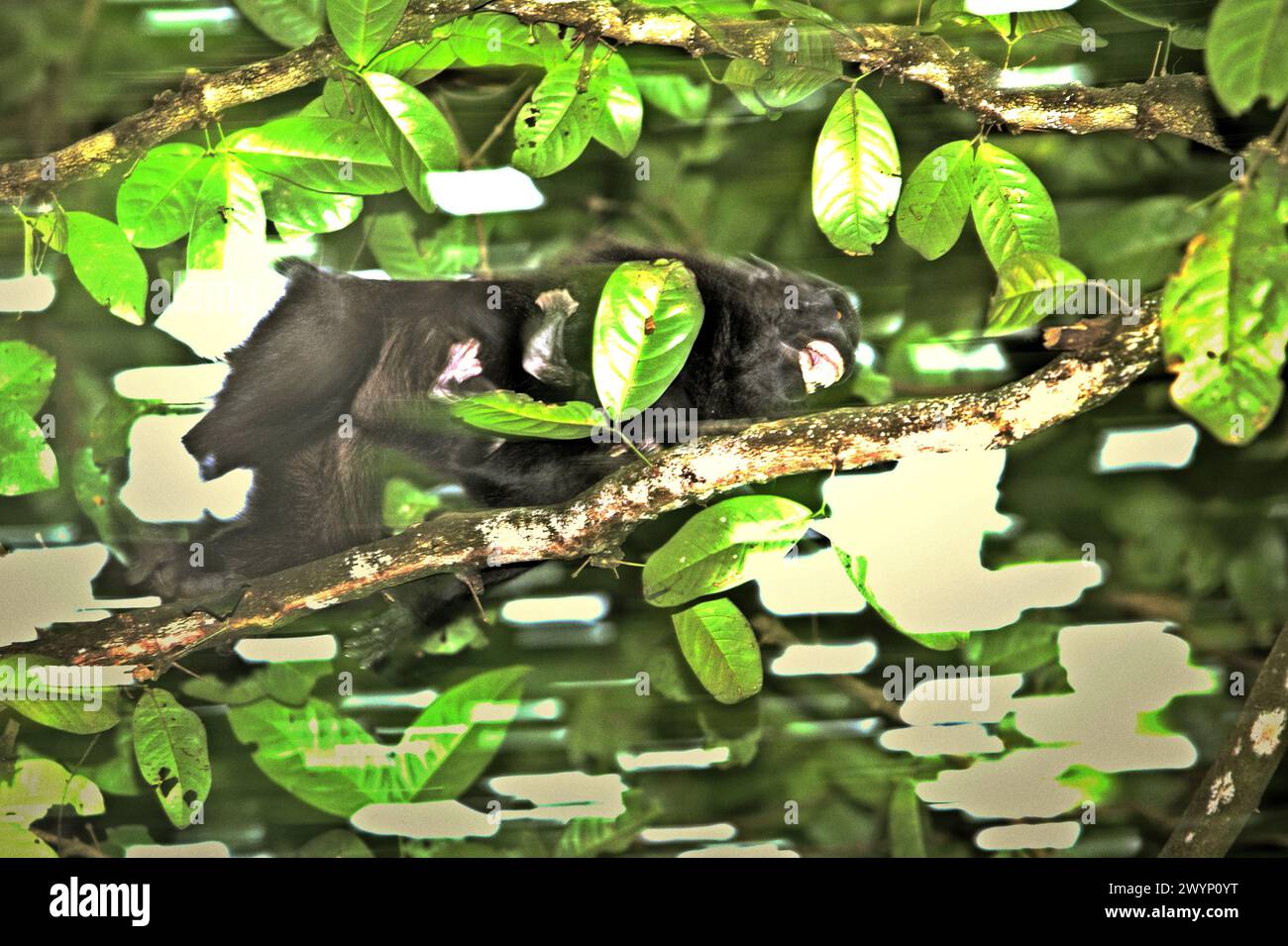 Ein Haubenmakaken (Macaca nigra) bewegt sich entlang eines Zweiges eines Baumes, während er ein Säugling bei der Nahrungssuche im Tangkoko-Wald in Nord-Sulawesi, Indonesien, trägt. „Der Klimawandel ist einer der wichtigsten Faktoren, die die biologische Vielfalt weltweit in alarmierender Geschwindigkeit beeinflussen“, so ein Team von Wissenschaftlern unter der Leitung von Antonio acini Vasquez-Aguilar in ihrem Forschungspapier, das erstmals im März 2024 über environ Monit Assete veröffentlicht wurde. Es könnte die geografische Verteilung von Arten, einschließlich Arten, die stark von der Waldbedeckung abhängen, verschieben. Mit anderen Worten, der Klimawandel könnte die Habitateignung von... Stockfoto