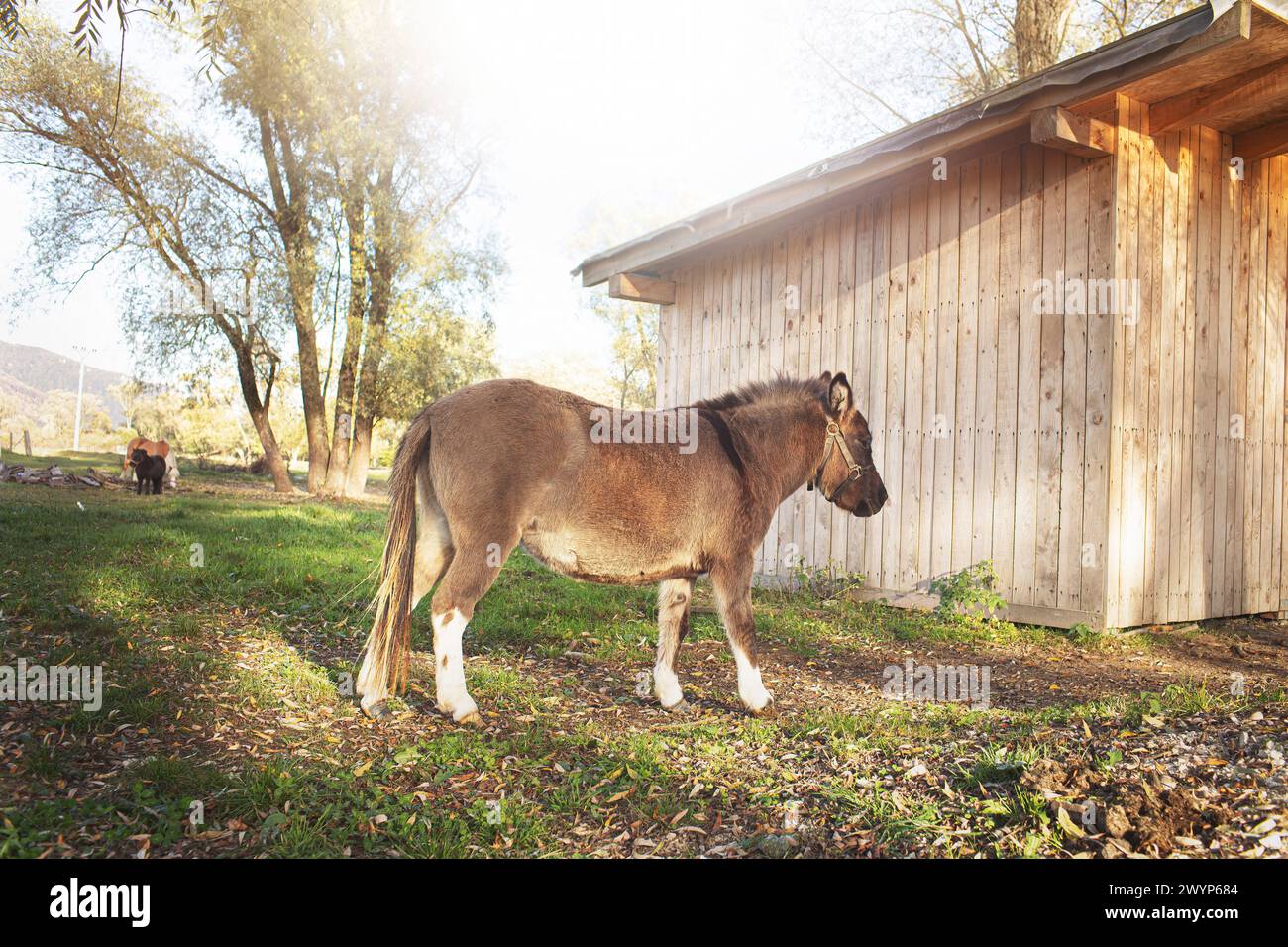 Ein Maultier im Gehege auf der Tierfarm. Stockfoto