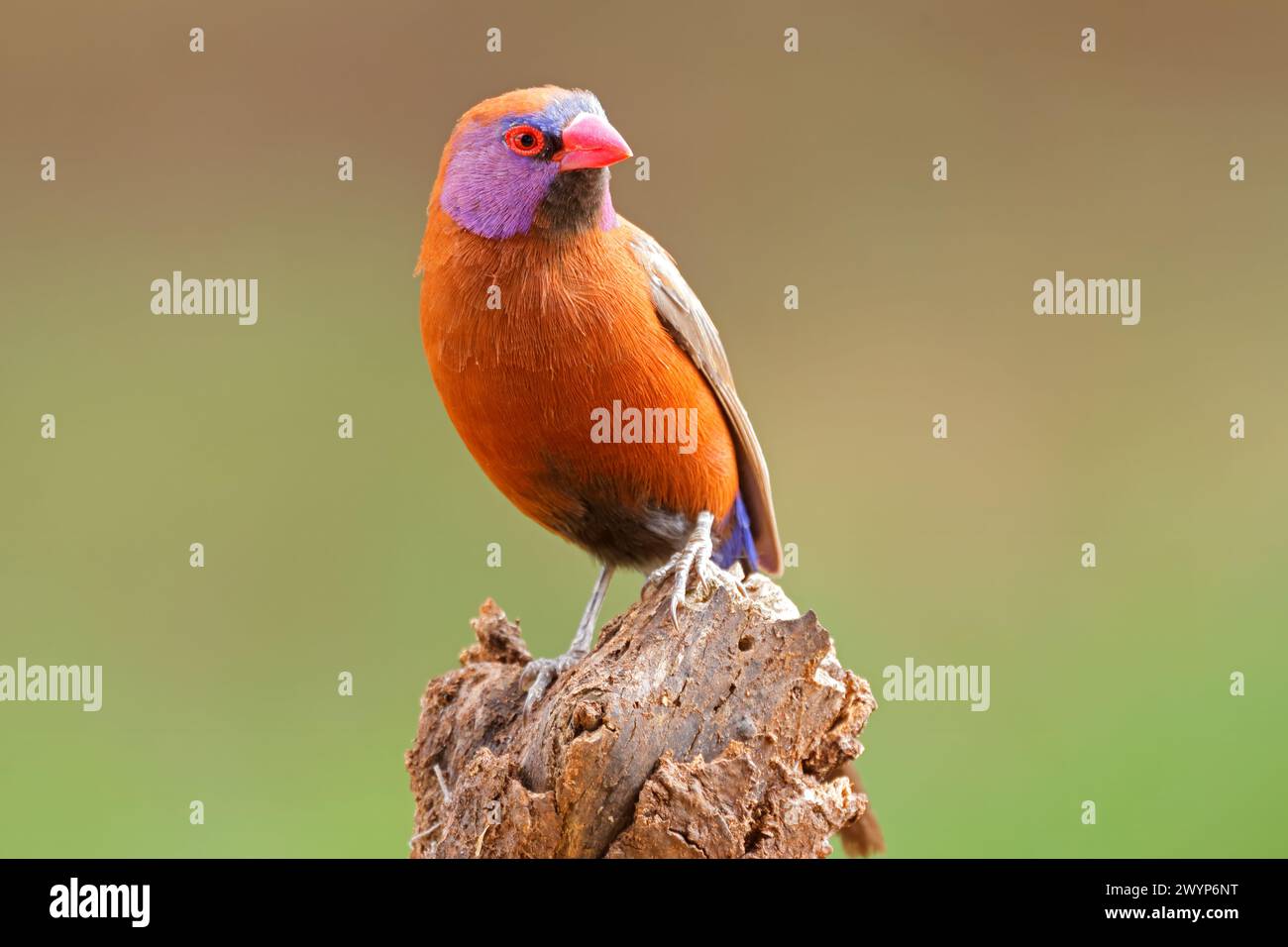 Ein bunter männlicher Veilchenschnabel (Uraeginthus granatinus), der auf einem Zweig in Südafrika thront Stockfoto