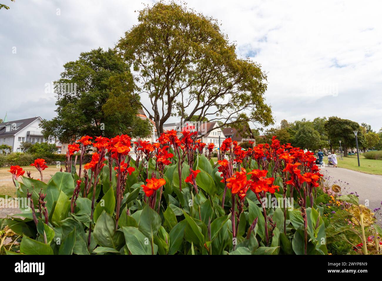 Blumen am Ufer von Langenargen, Bodensee, Baden-Württemberg, Deutschland Stockfoto