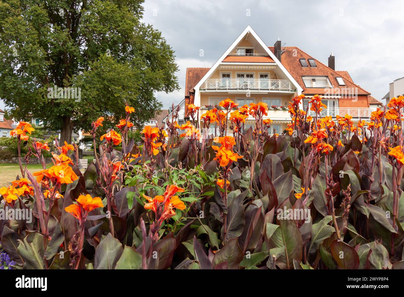 Blumen am Ufer von Langenargen, Bodensee, Baden-Württemberg, Deutschland Stockfoto