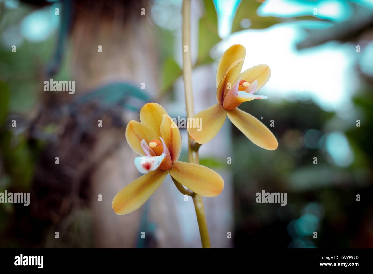 Cymbidium aloifolium, das Aloe-blättrige cymbidium, ist eine Orchideenart in Asien. Die Cymbidium-Orchidee, bekannt als die Bootsorchidee, sind elegant Stockfoto