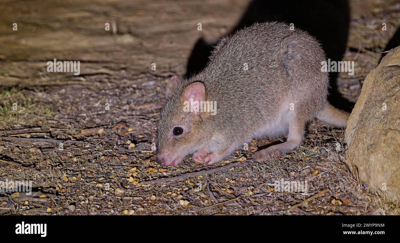Tasmanische östliche Bettong (Bettongia gaimardi ssp.cuniculus) kleine nächtliche Makropoden-Säugetier im Nachtlicht, Hobart, Tasmanien Stockfoto