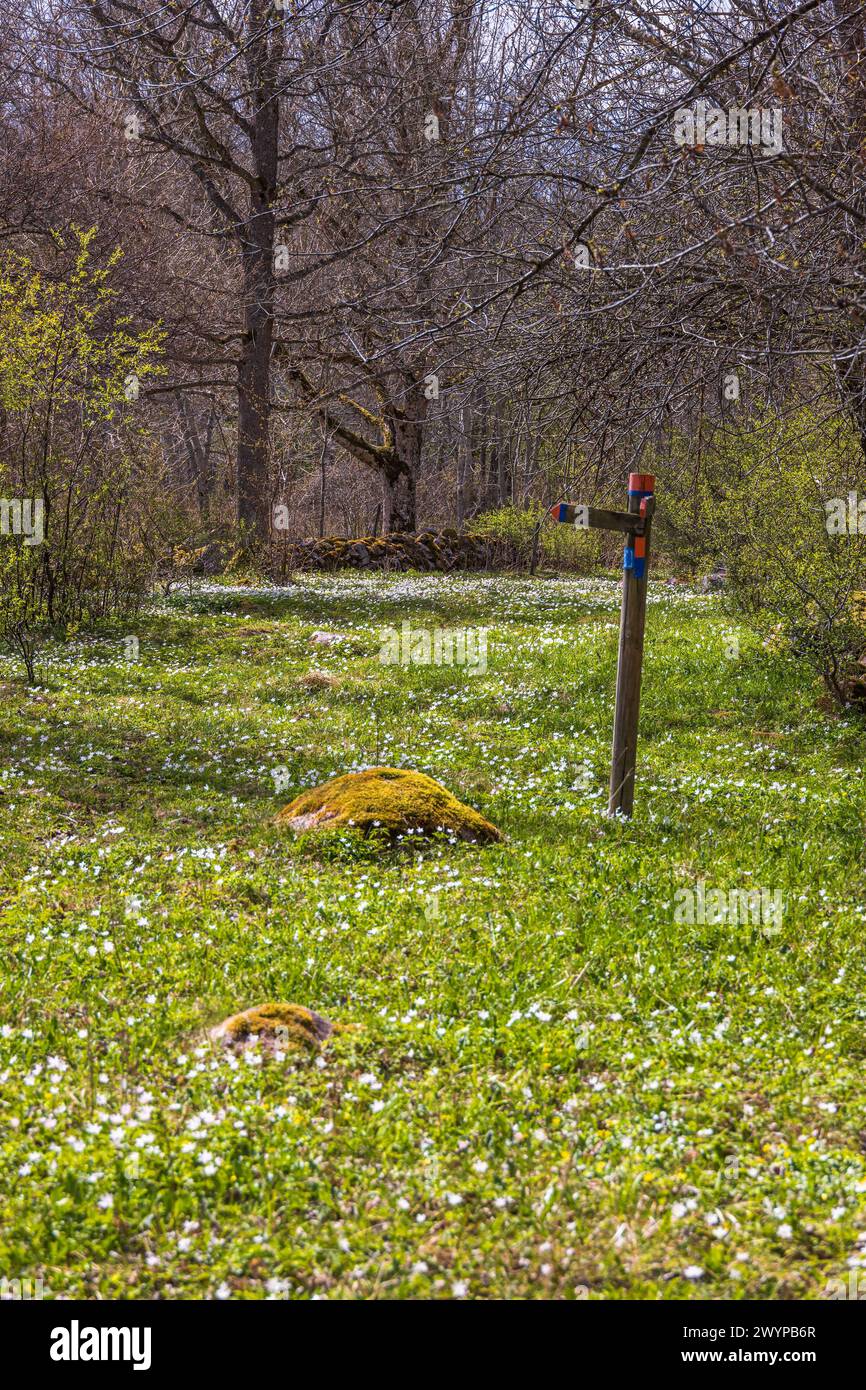 Wiese mit blühender Holzanemone und Wegweiser Stockfoto