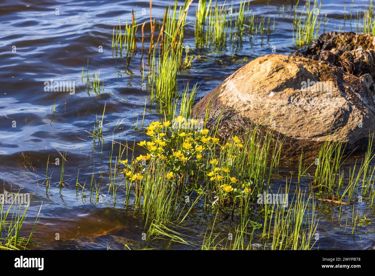 Marsh Ringelblume blüht im Wasser Stockfoto